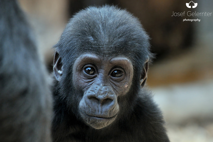 Nikon D3S sample photo. Gorilla baby portrait photography