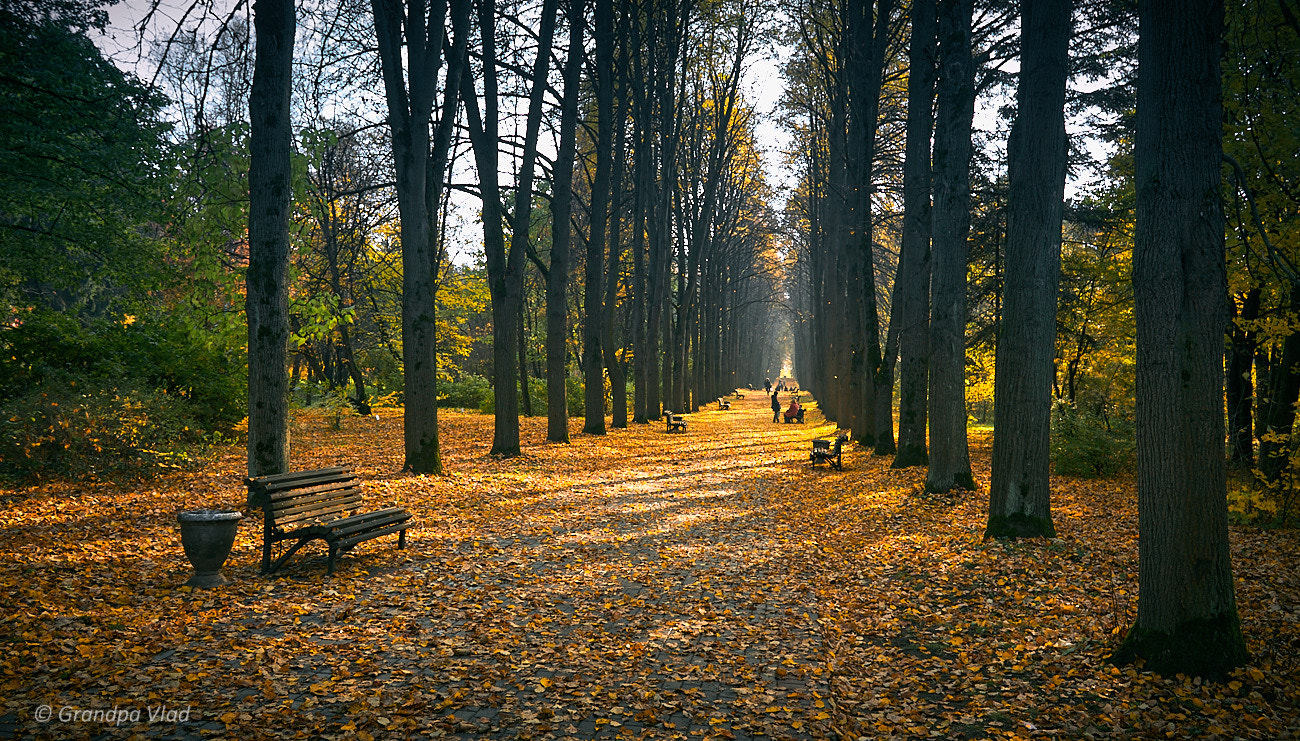Canon EOS 1100D (EOS Rebel T3 / EOS Kiss X50) sample photo. Colors of the autumn... photography
