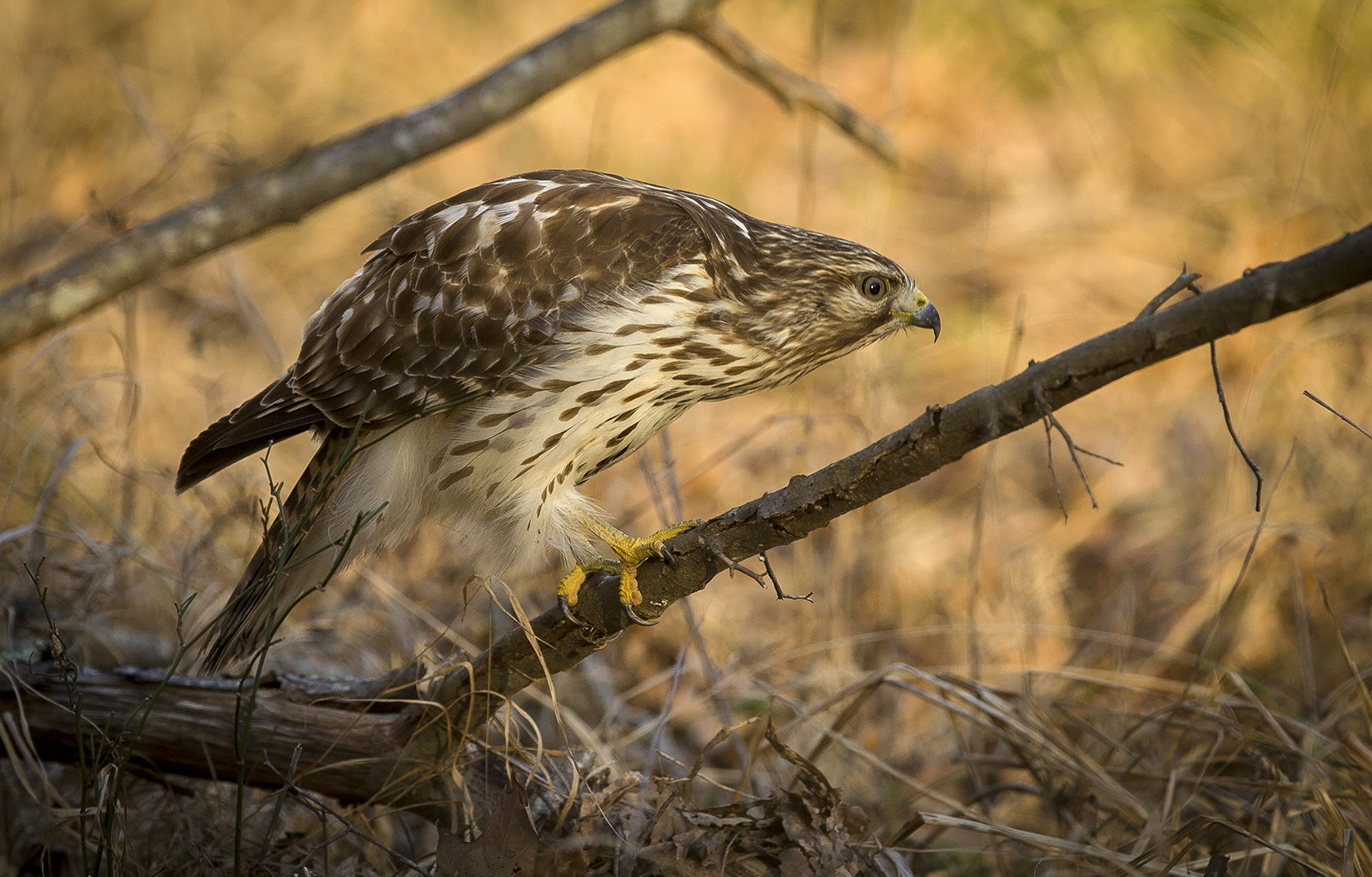 Canon EF 300mm F2.8L IS USM sample photo. On the hunt photography