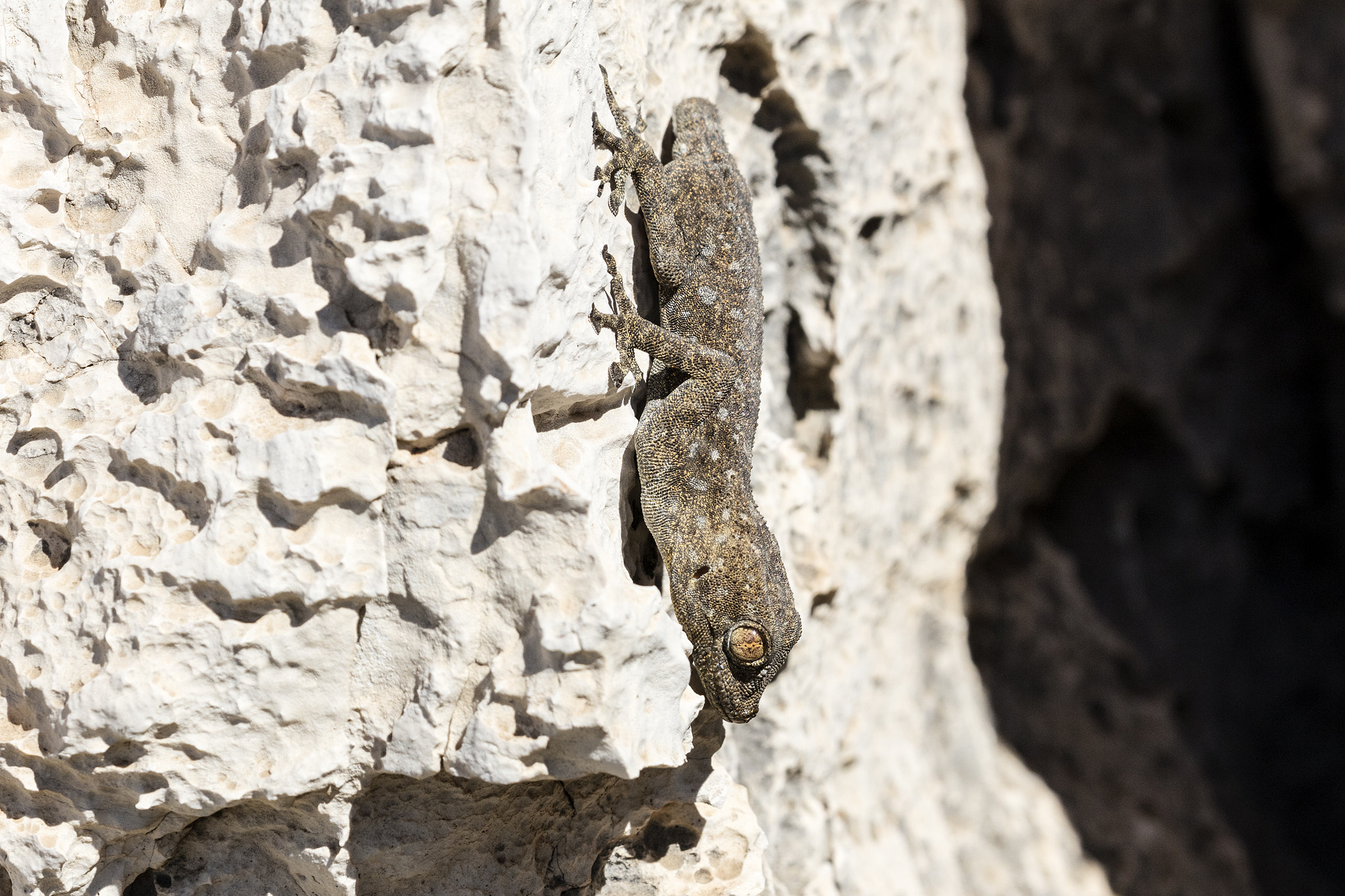 Canon EOS 5DS sample photo. Gecko photography