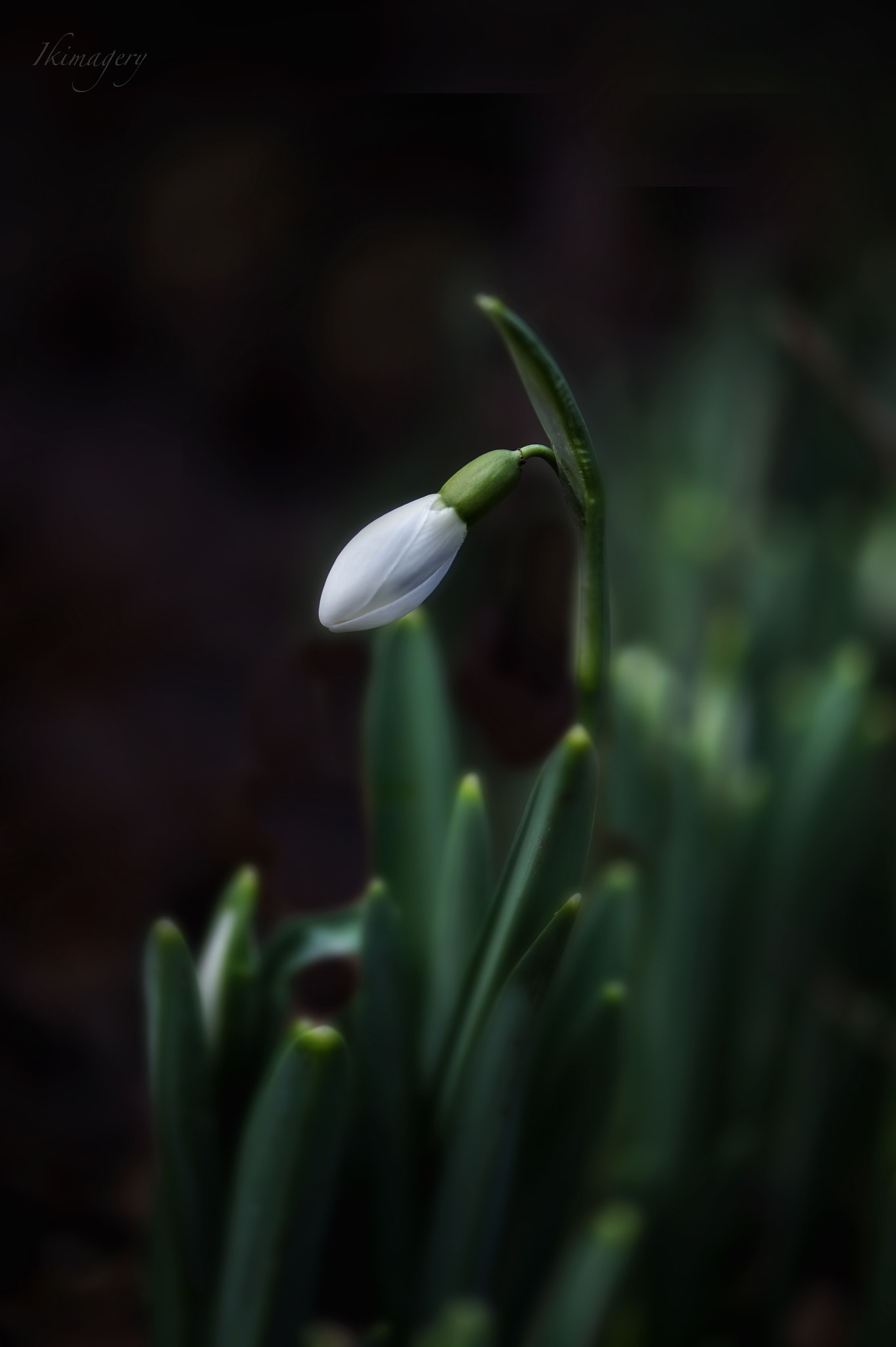 Nikon AF-S Micro-Nikkor 105mm F2.8G IF-ED VR sample photo. Snowdrop wm photography