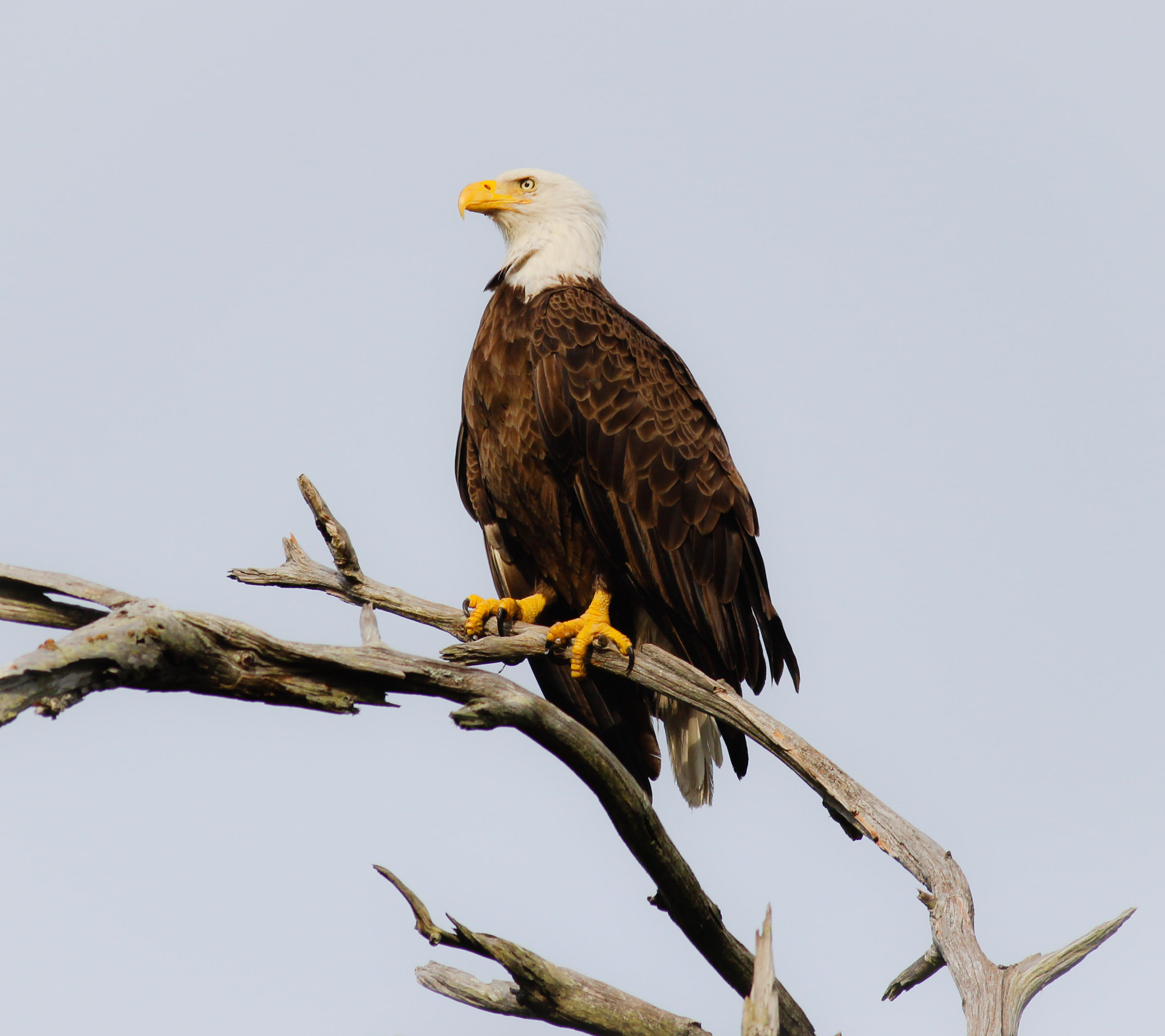 Canon EOS 600D (Rebel EOS T3i / EOS Kiss X5) + Canon EF 400mm F5.6L USM sample photo. Freedom photography