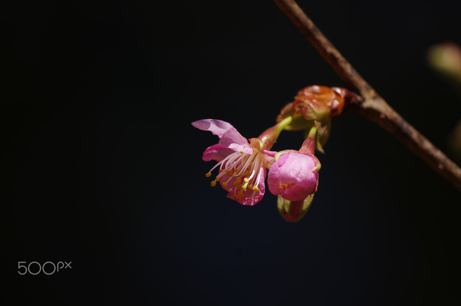 smc PENTAX-DA L 55-300mm F4-5.8 ED sample photo. Mysteriousness photography