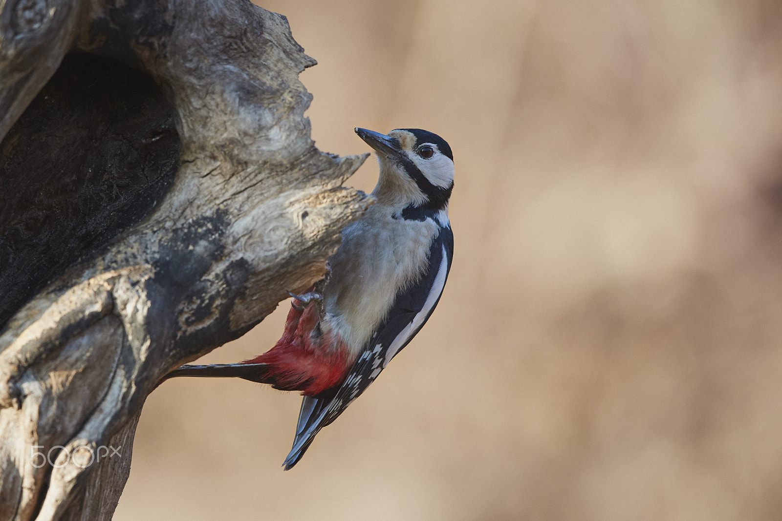 Canon EOS-1D X Mark II + Canon EF 500mm F4L IS II USM sample photo. _w2i0050 1.jpg photography