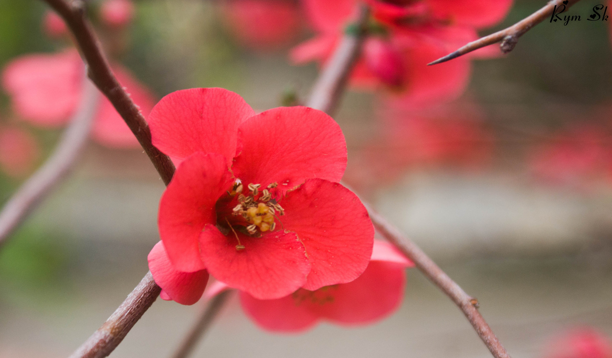 Sony Alpha DSLR-A700 sample photo