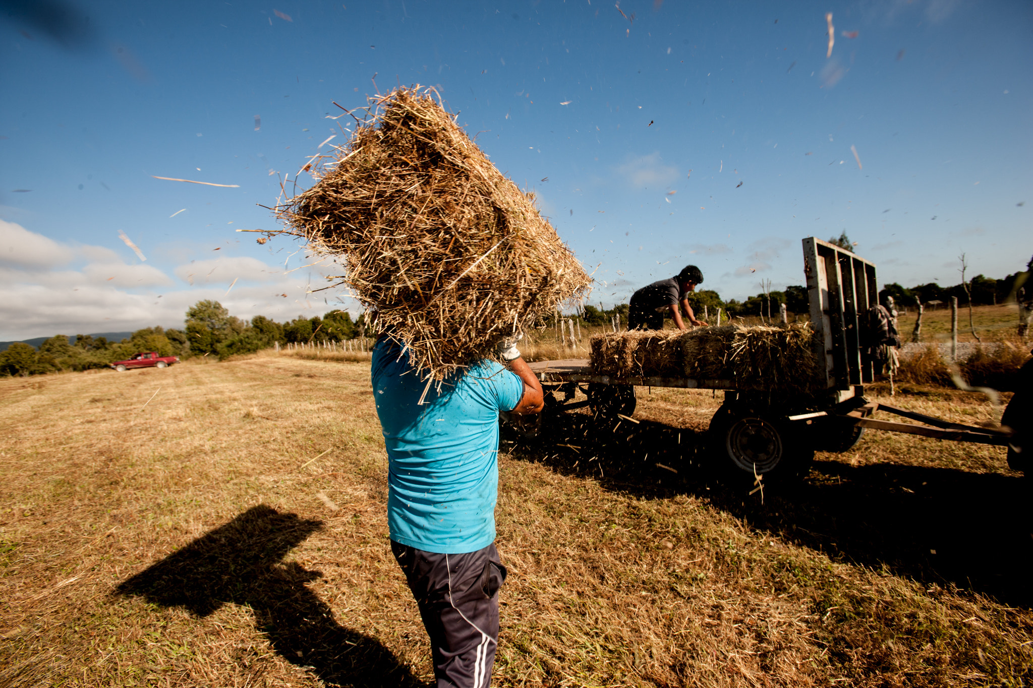 Canon EF 16-35mm F2.8L USM sample photo. Subiendo los fardos photography