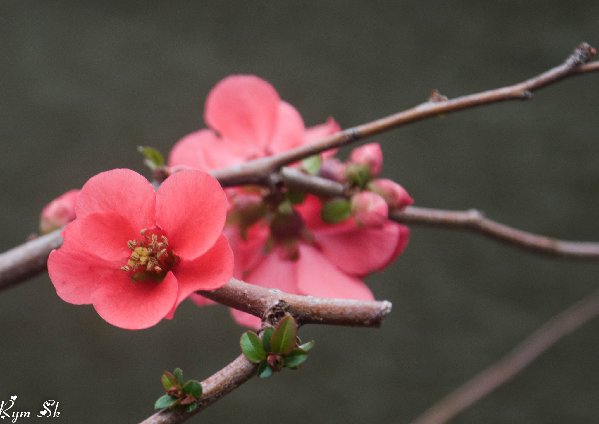 Sony Alpha DSLR-A700 sample photo