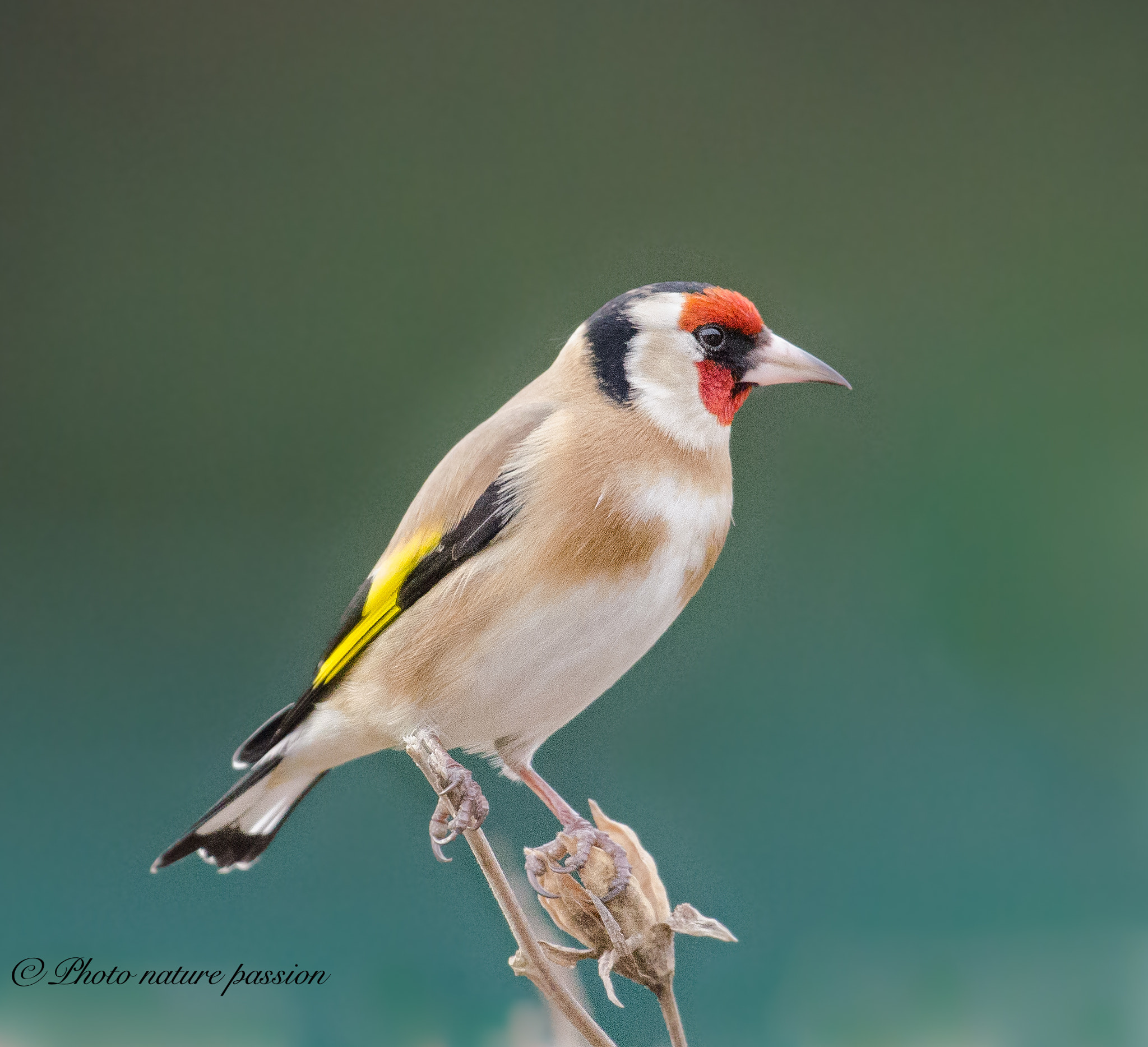 Nikon AF-S Nikkor 200-500mm F5.6E ED VR sample photo. Goldfinch on branch photography