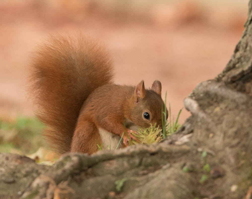 Nikon Nikkor AF-S 300mm F4E PF ED VR sample photo. A table  photography