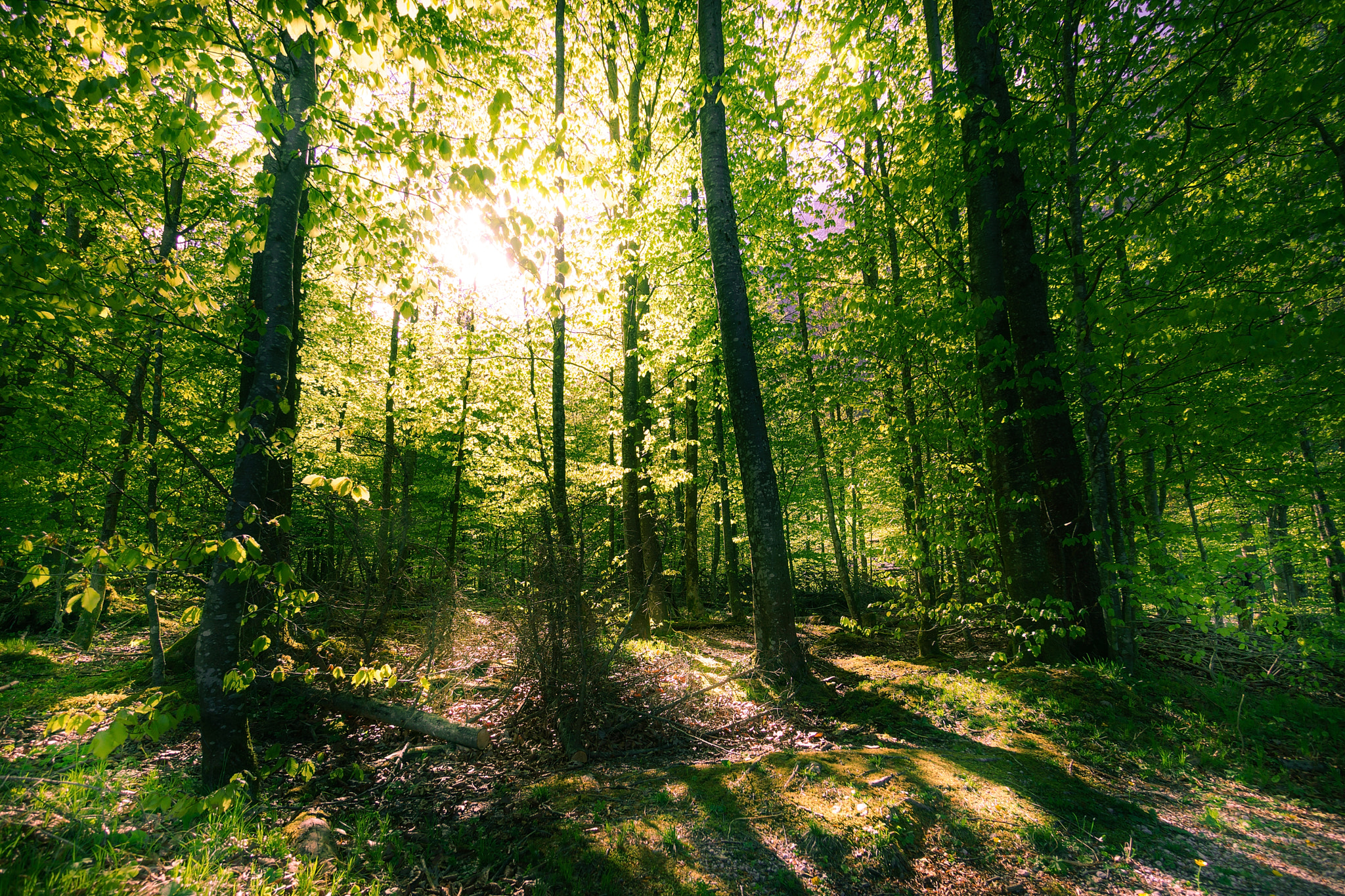 Sony a6000 + Sony E 10-18mm F4 OSS sample photo. Forest photography