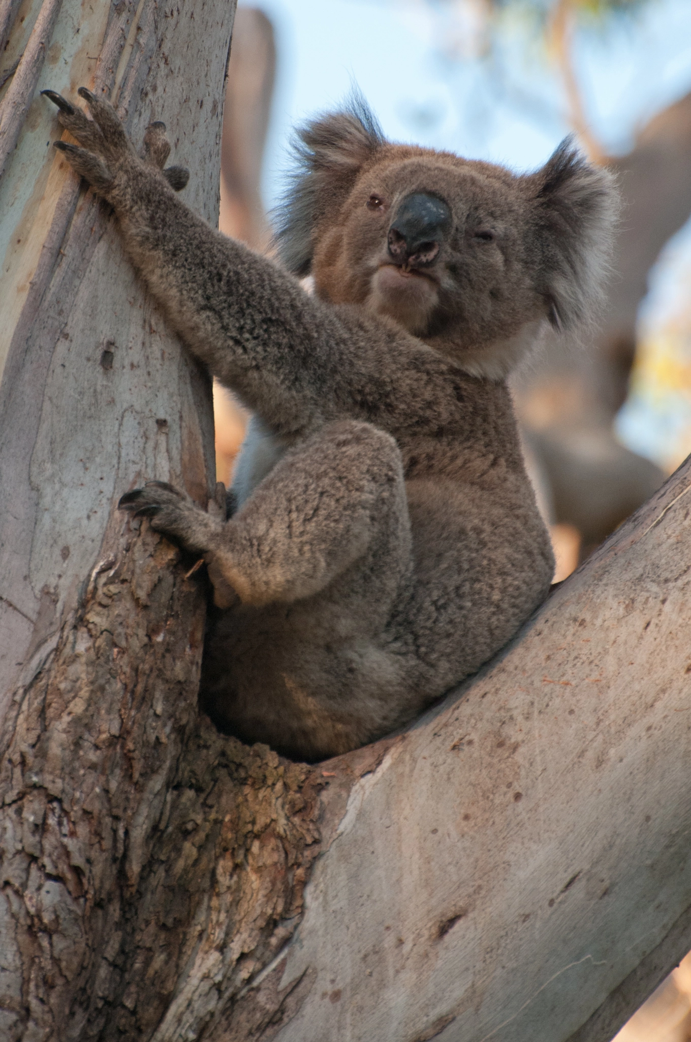 Nikon D300S sample photo. Koala photography