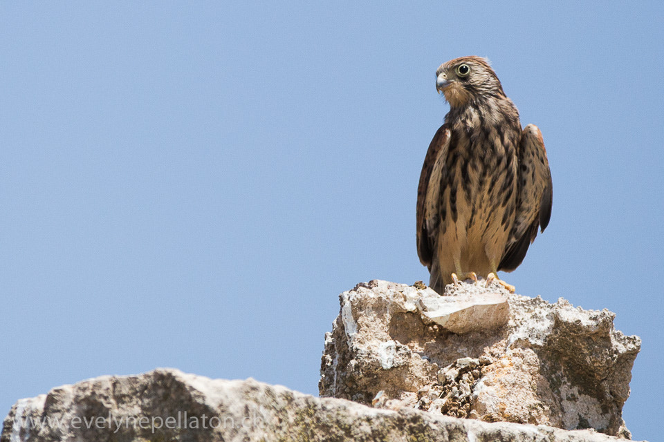 Canon EF 200-400mm F4L IS USM Extender 1.4x sample photo. Intrigué photography