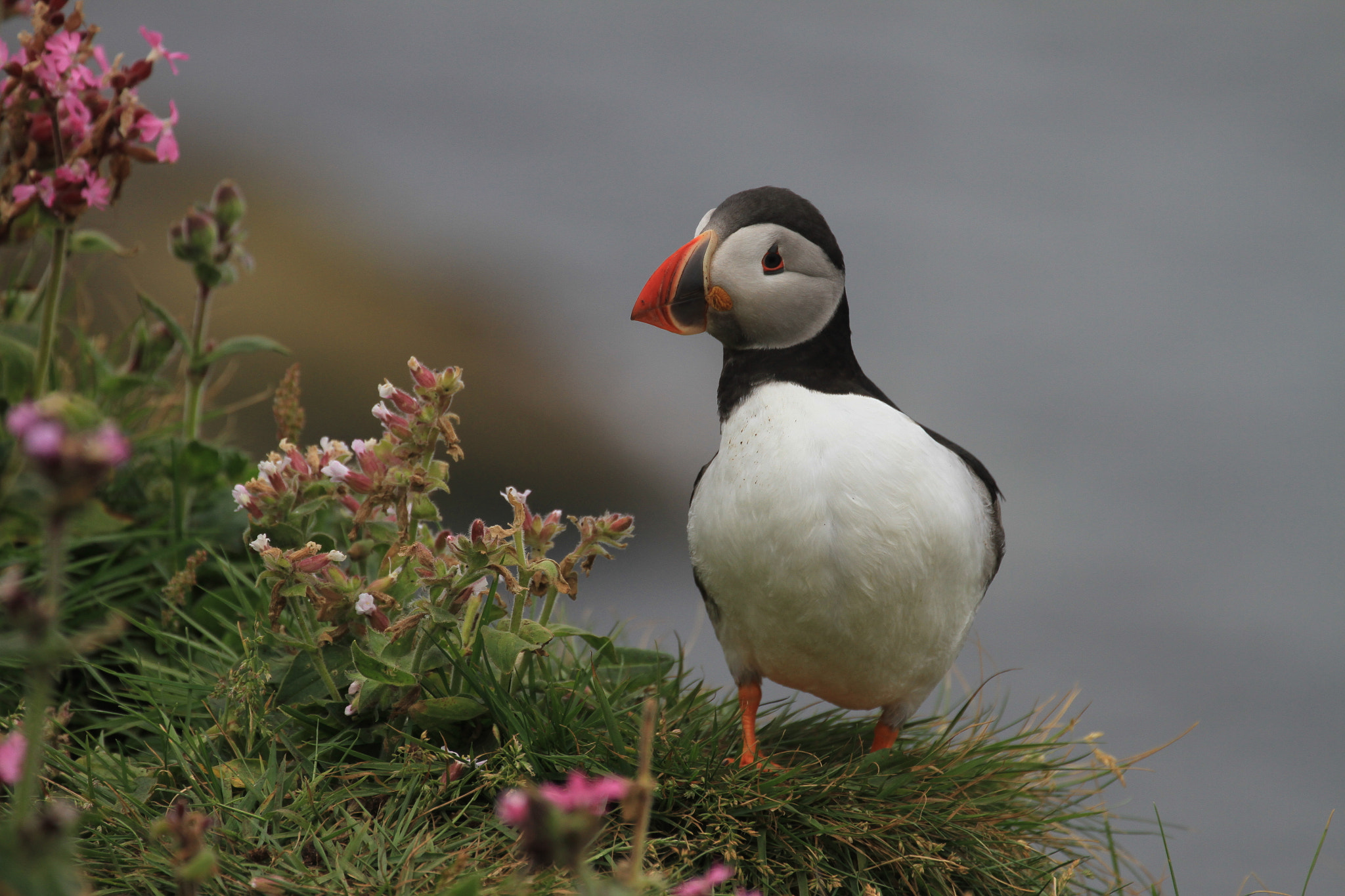 Canon EOS 7D sample photo. Puffin photography