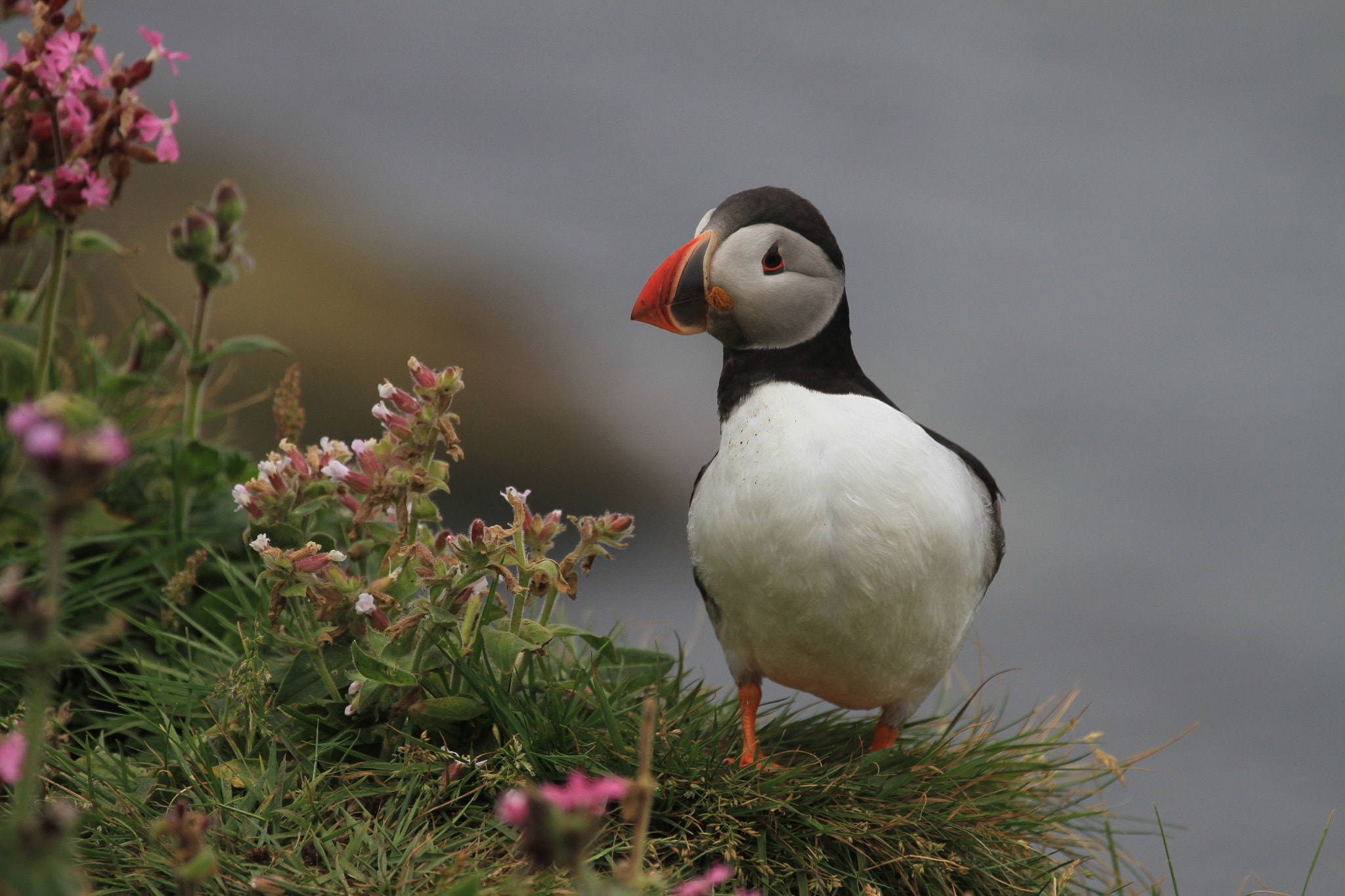 Canon EF 70-300mm F4-5.6L IS USM sample photo. Puffin photography