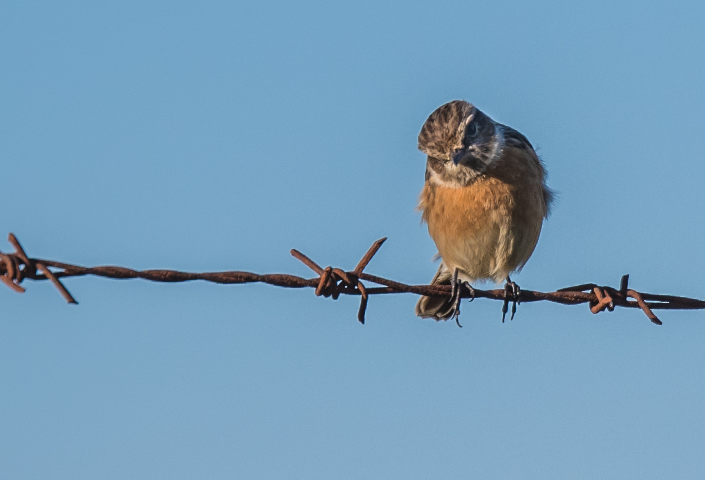 Tamron SP 70-200mm F2.8 Di VC USD sample photo. What are you? photography