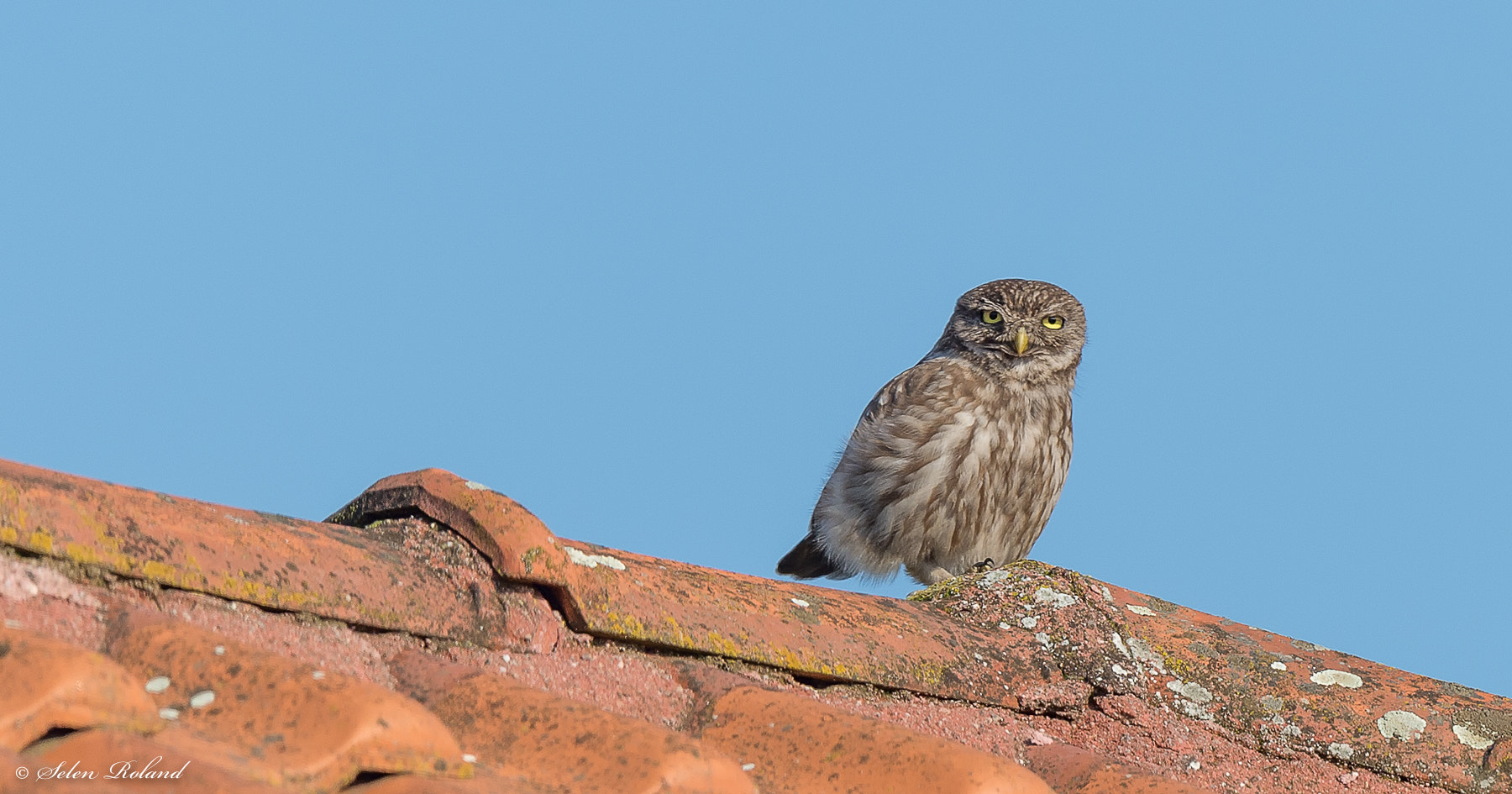 Nikon D4 sample photo. Steenuil - screech owl photography