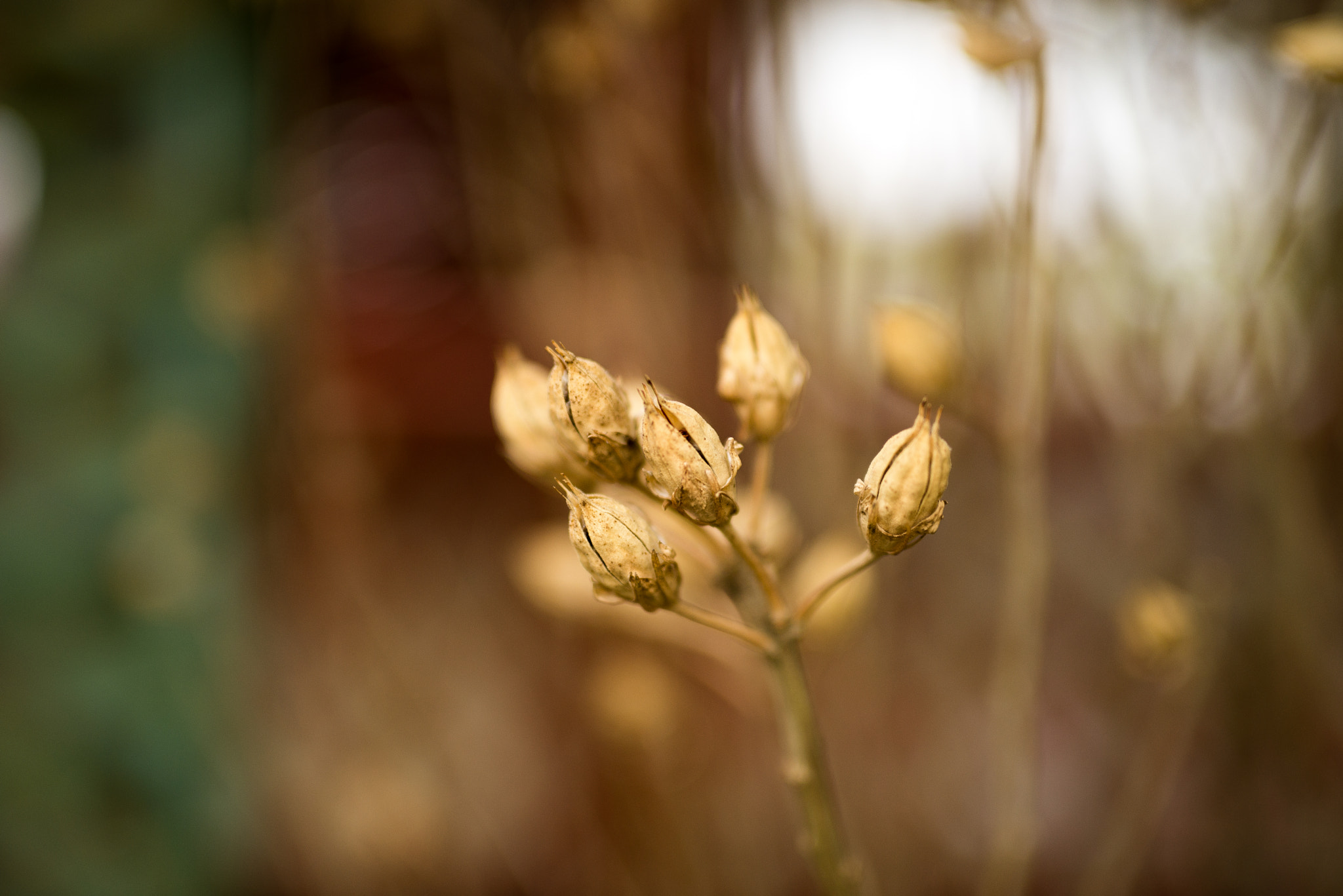 Sigma 50mm F1.4 DG HSM Art sample photo. Dsc_1068-1.jpg photography