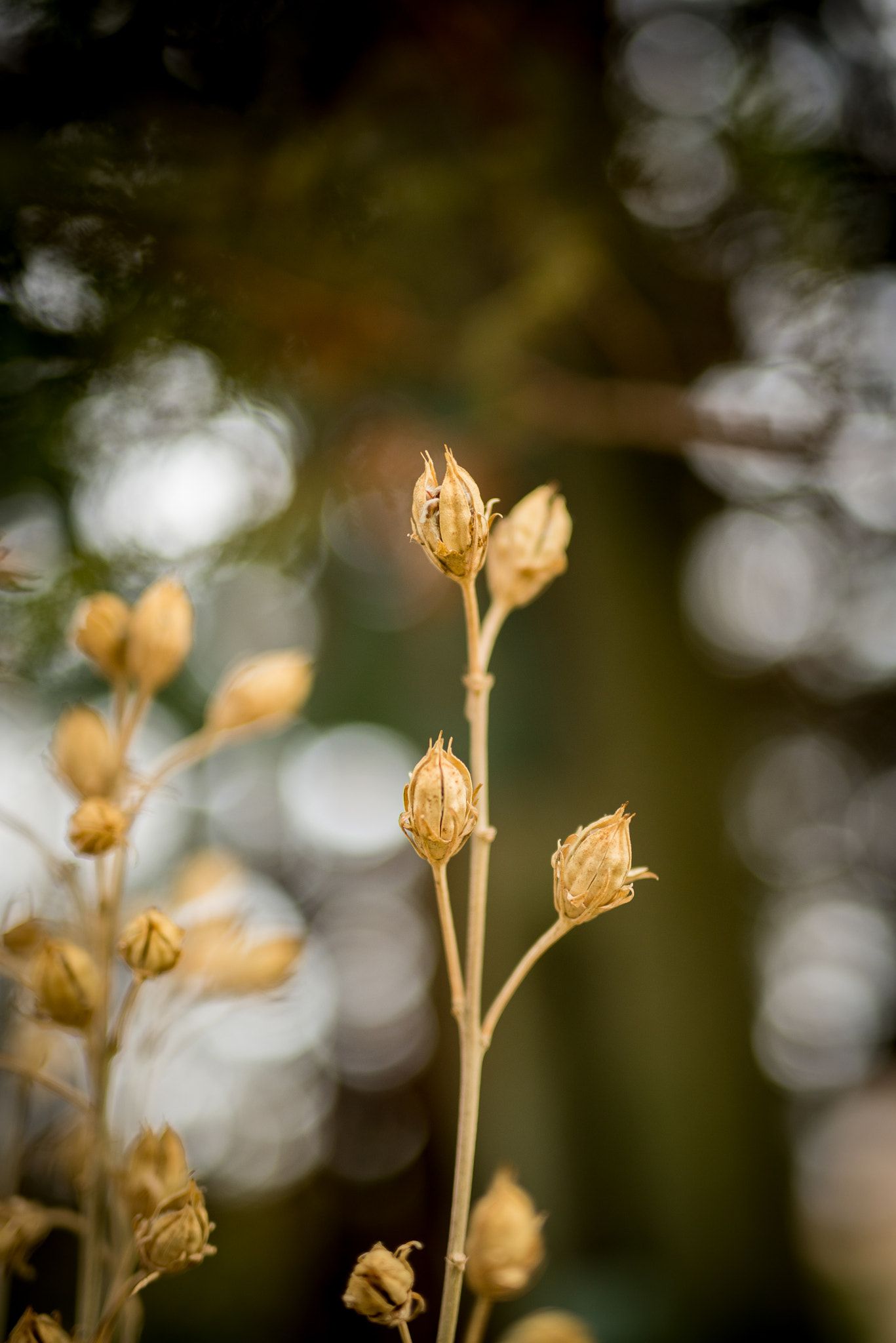 Nikon D610 + Sigma 50mm F1.4 DG HSM Art sample photo. Dsc_1072-1.jpg photography