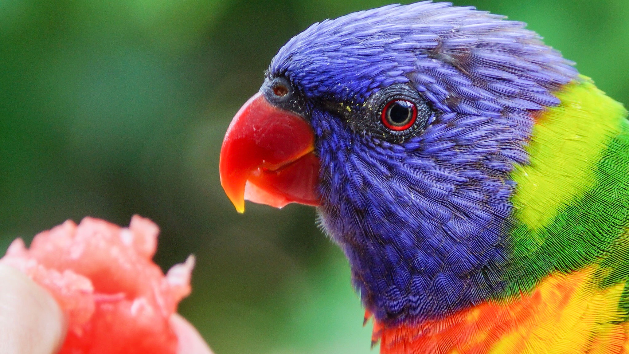 Sony Alpha NEX-7 + Sony E 18-200mm F3.5-6.3 OSS sample photo. The lorikeet eating water melon photography