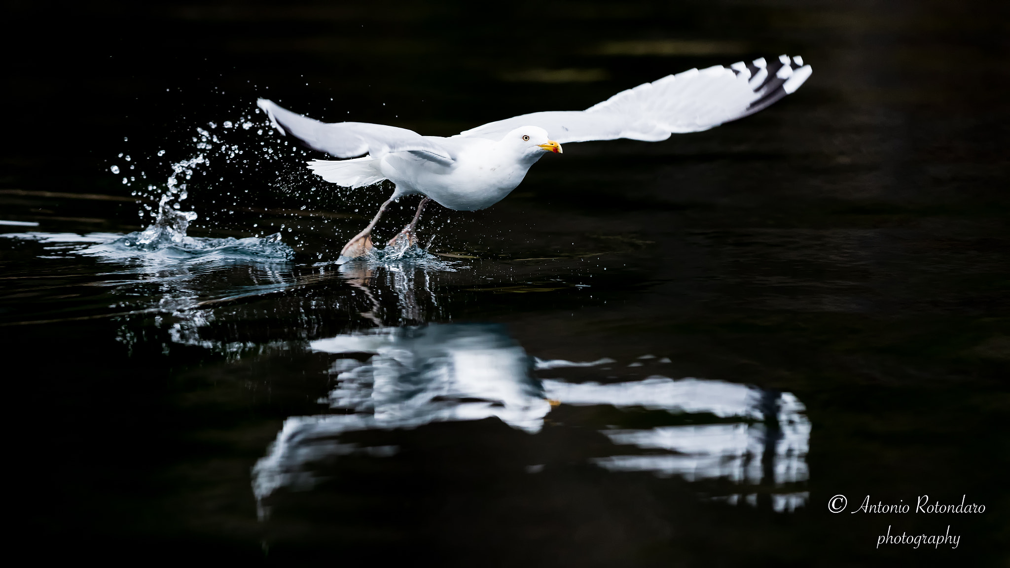 Canon EF 400mm F2.8L IS II USM sample photo. Seagull photography