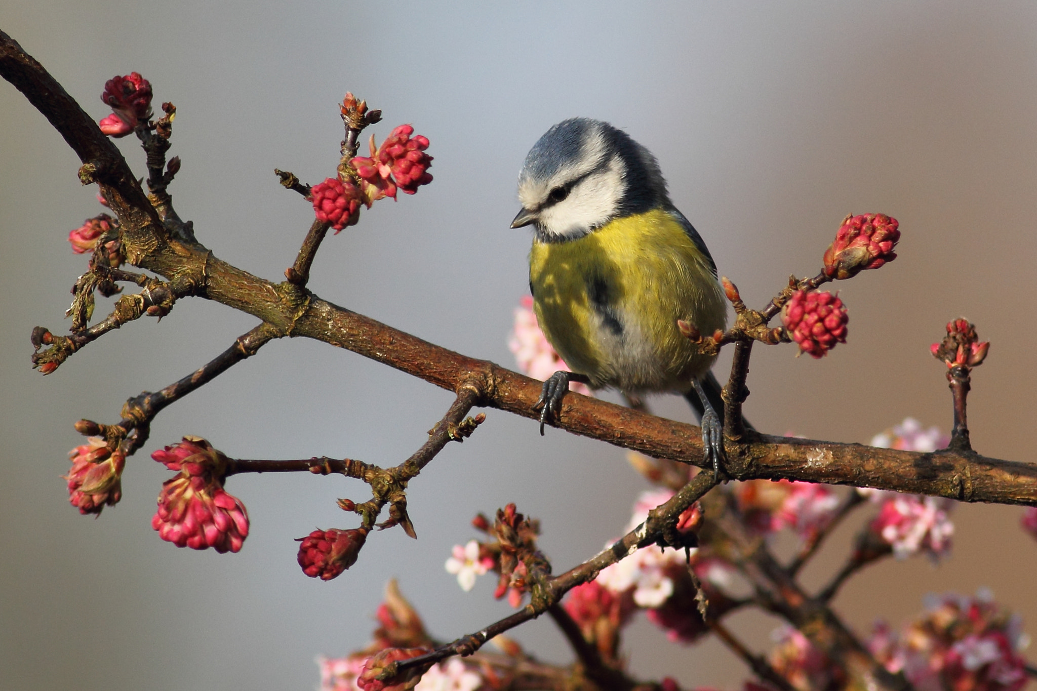 Canon EOS 60D + Canon EF 400mm F5.6L USM sample photo. Bluetit photography