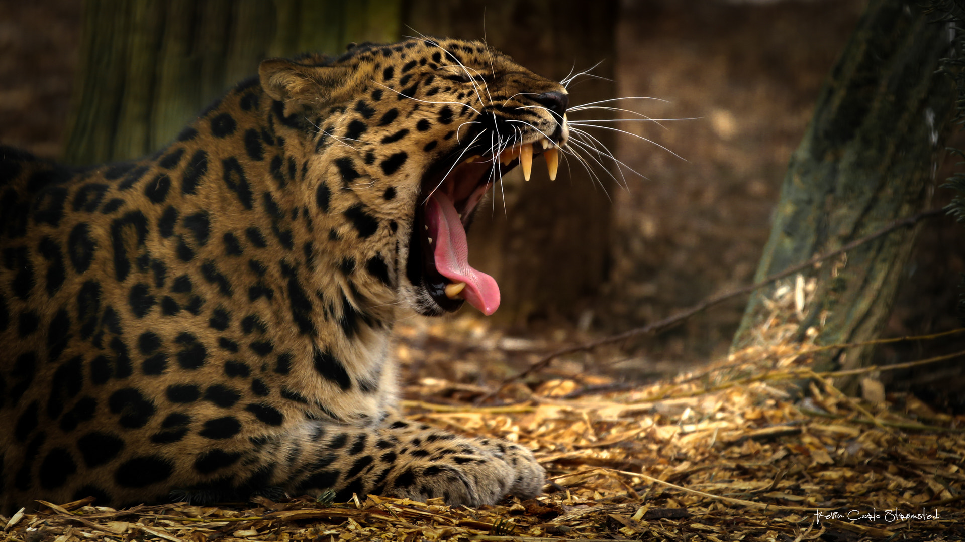 Canon EOS-1D X sample photo. Roaring leopard photography