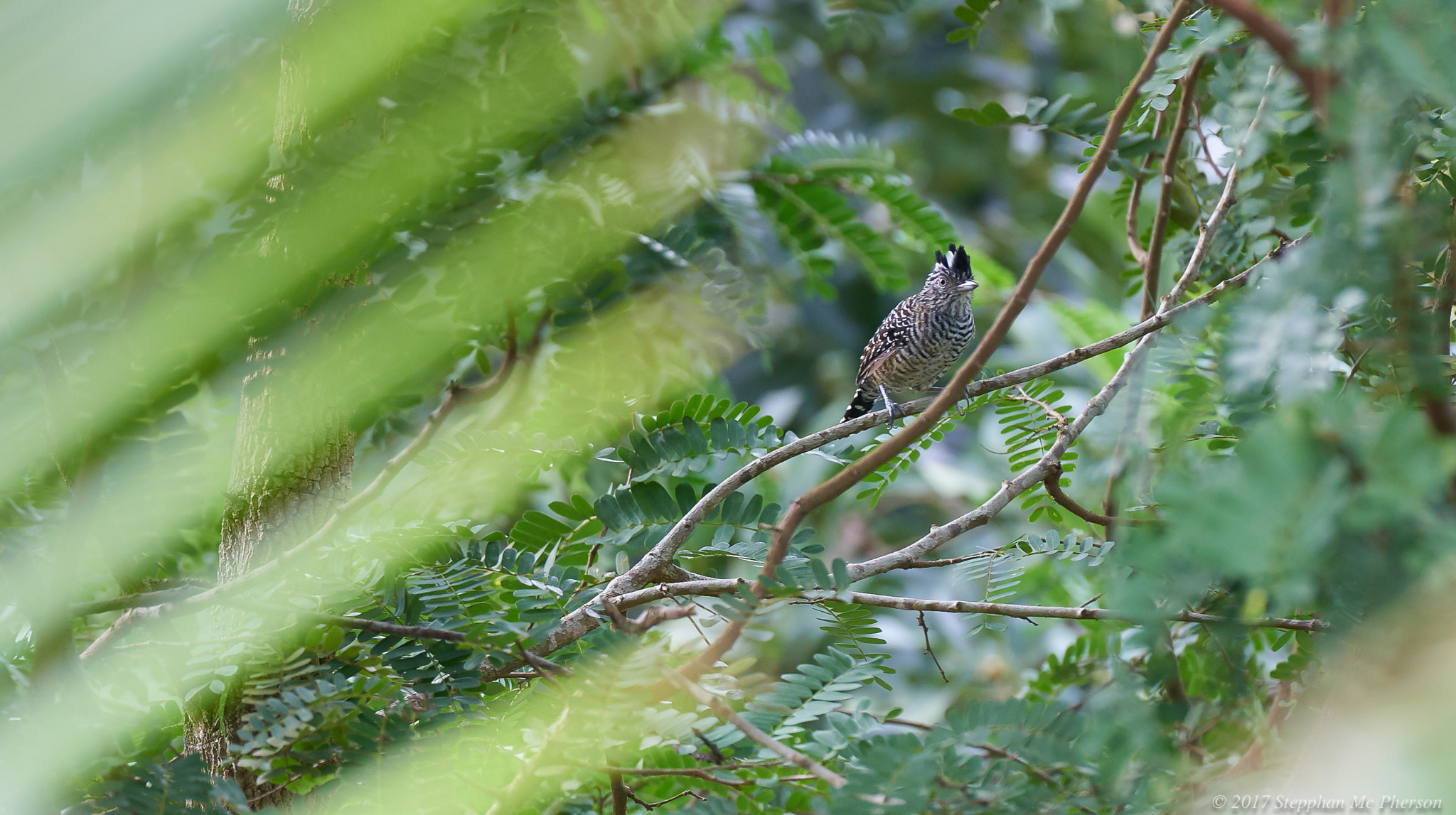 Nikon D810 sample photo. I see you mr curious 2 photography