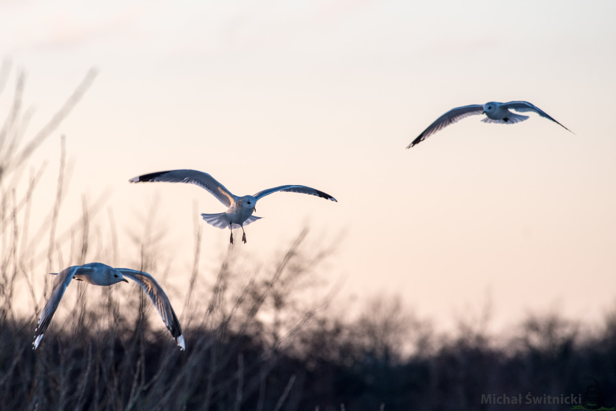 Pentax K-1 + Pentax smc DA* 300mm F4.0 ED (IF) SDM sample photo. Gulls' play photography