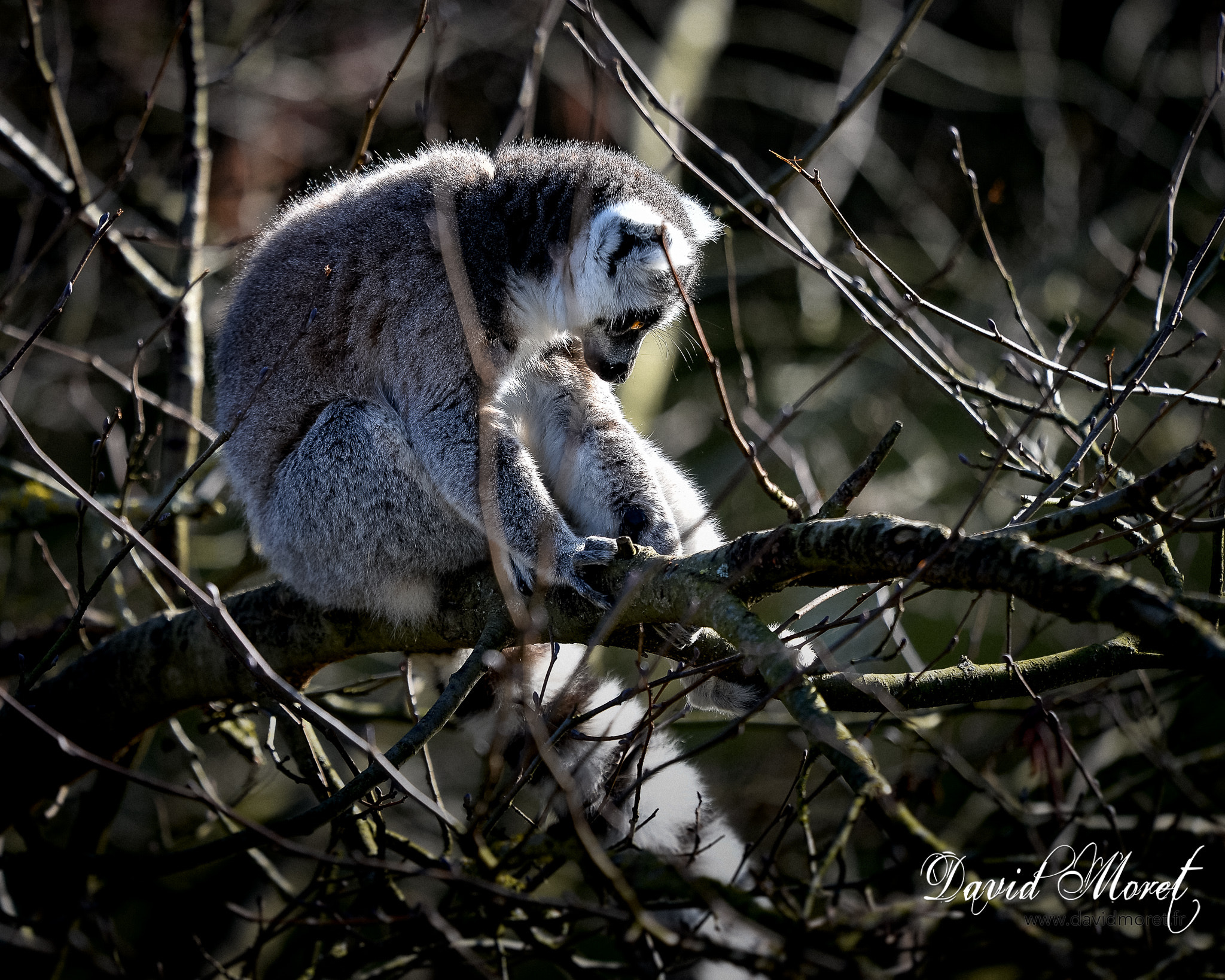 Nikon Nikkor AF-S 300mm F4E PF ED VR sample photo. Parc des felins photography