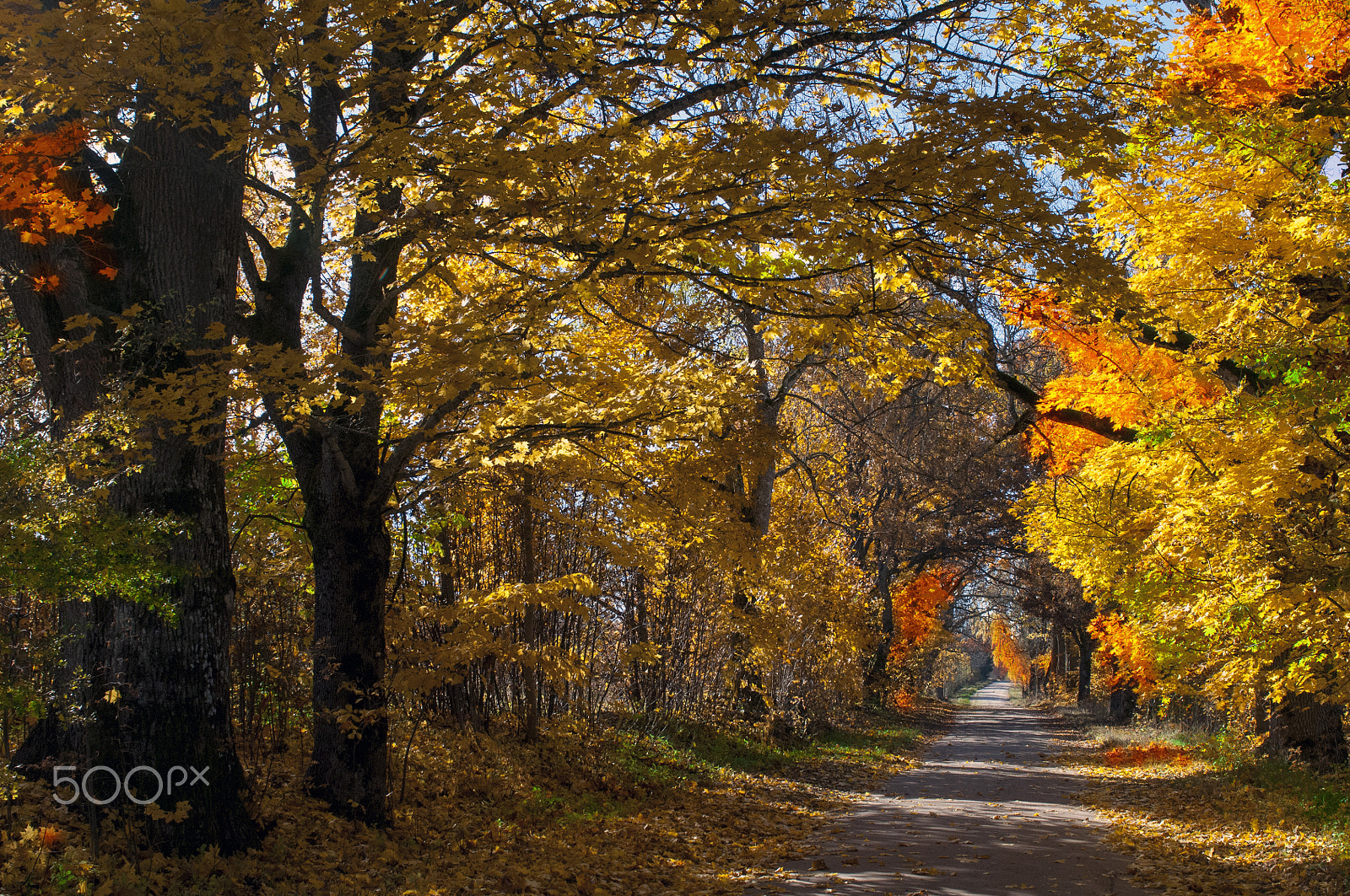 Nikon D300 sample photo. The autumn in latvia photography