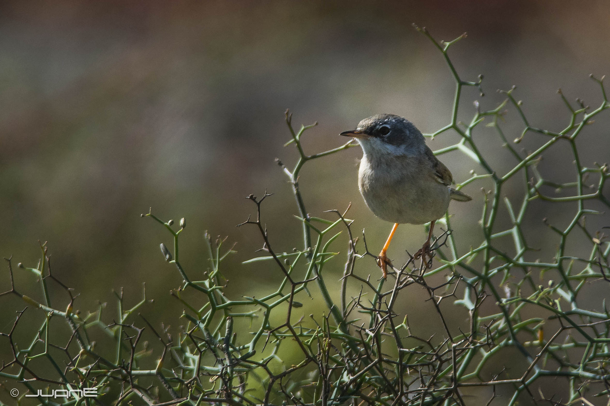 Nikon D7100 + Nikon AF-S Nikkor 300mm F4D ED-IF sample photo. Curruca tomillera, sylvia conspicillata orbitalis photography