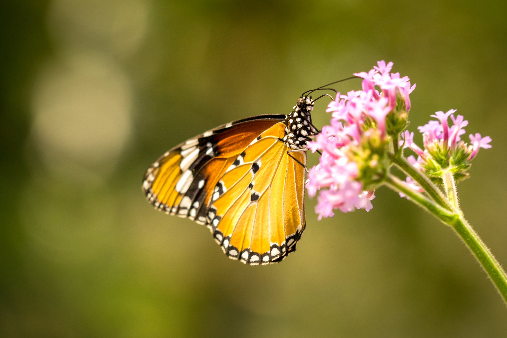 Tamron 18-270mm F3.5-6.3 Di II PZD sample photo. Butterfly photography