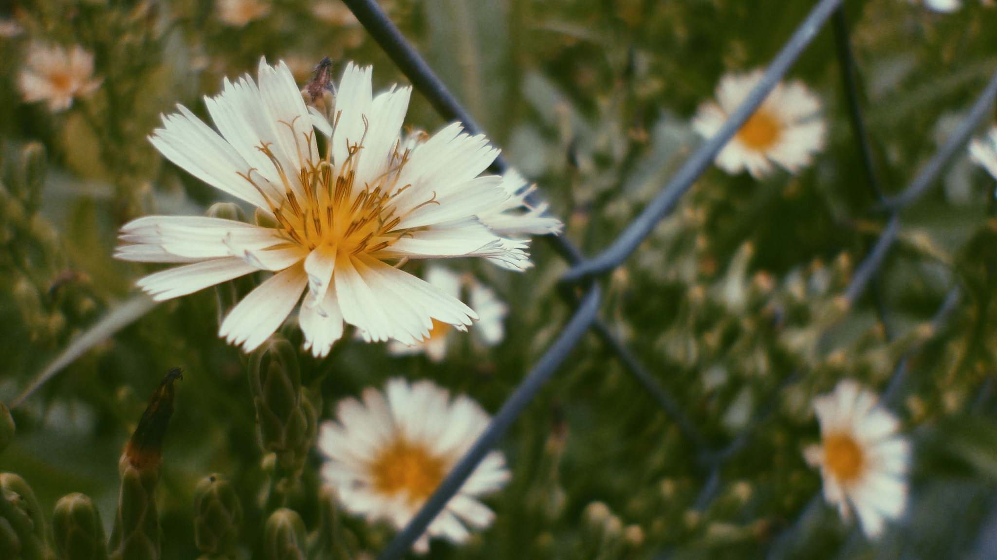 Panasonic DMC-FX80 sample photo. White flowers photography