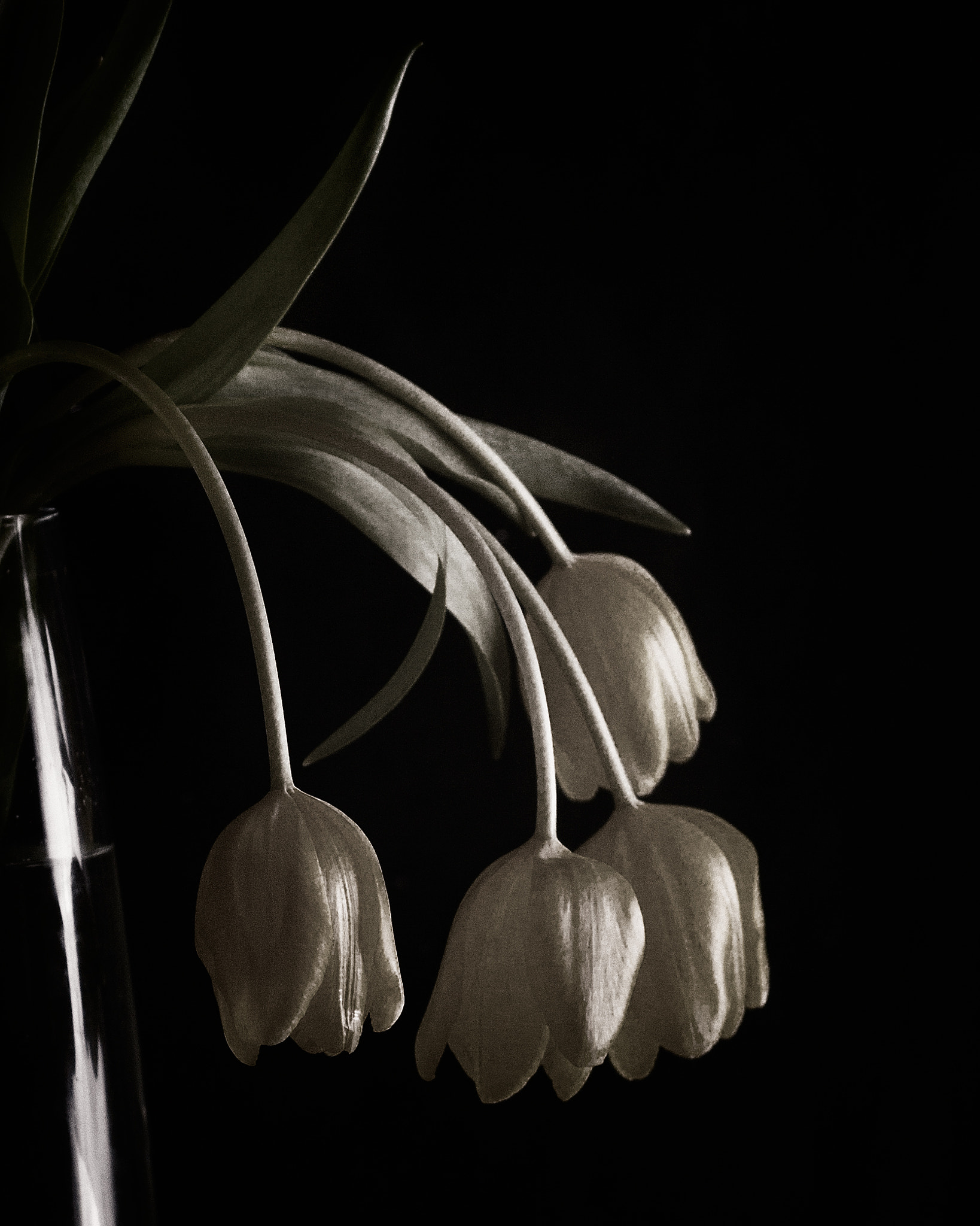 Canon EF 35-80mm f/4-5.6 sample photo. Tulipanes i photography