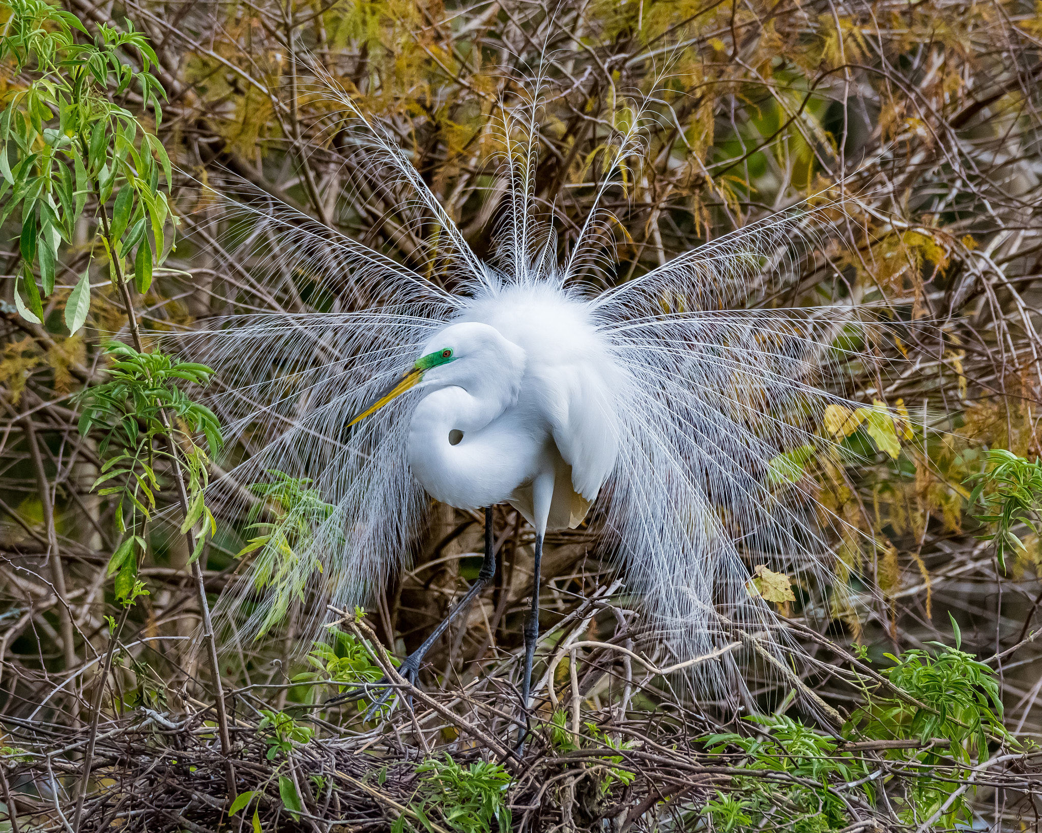 Sigma 150-600mm F5-6.3 DG OS HSM | C sample photo. Great white egret photography