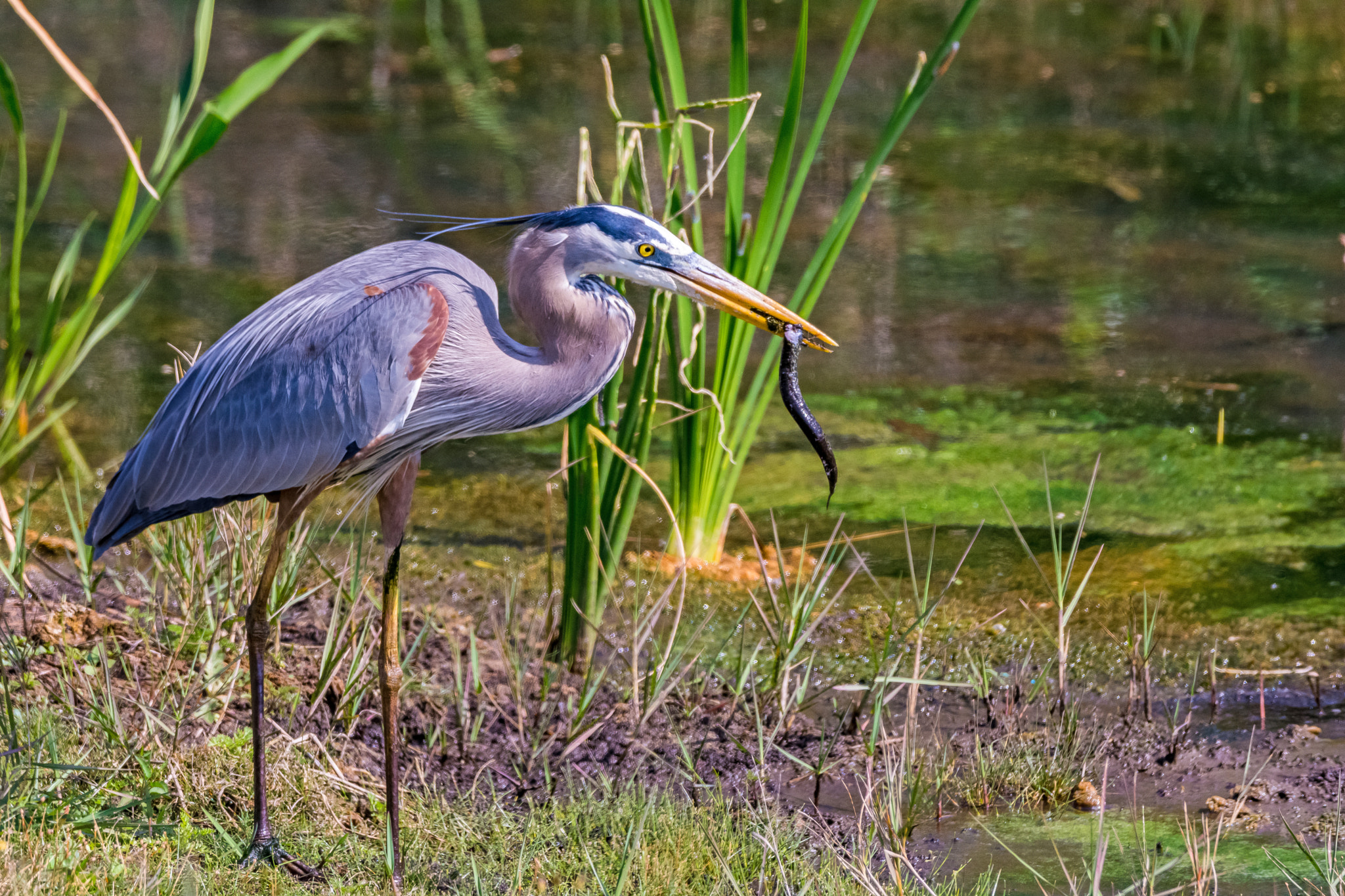 Nikon D7100 + Sigma 150-600mm F5-6.3 DG OS HSM | C sample photo. Heron feeding photography