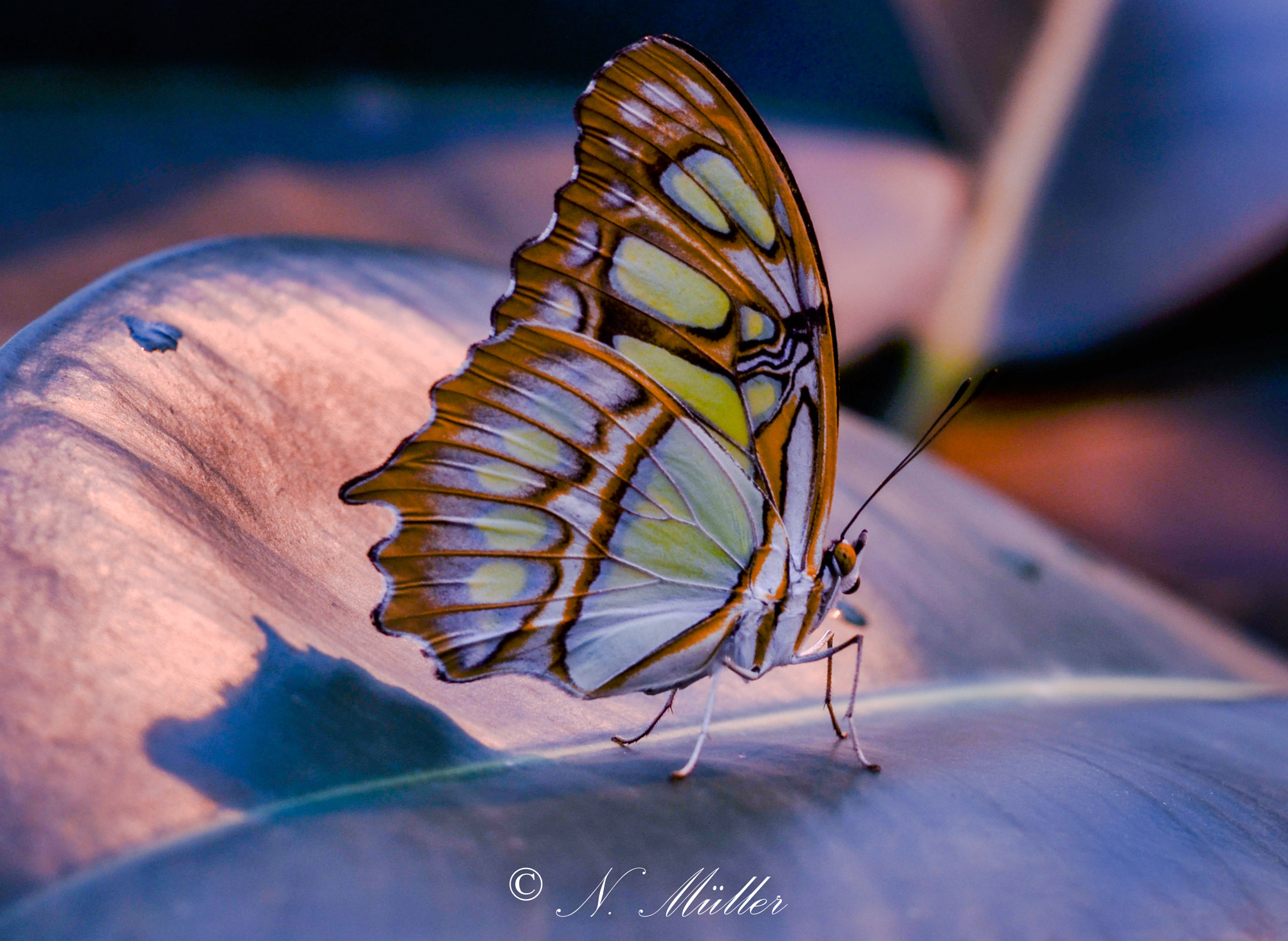 Nikon D5100 + AF Nikkor 50mm f/1.8 sample photo. Beautiful butterfly photography