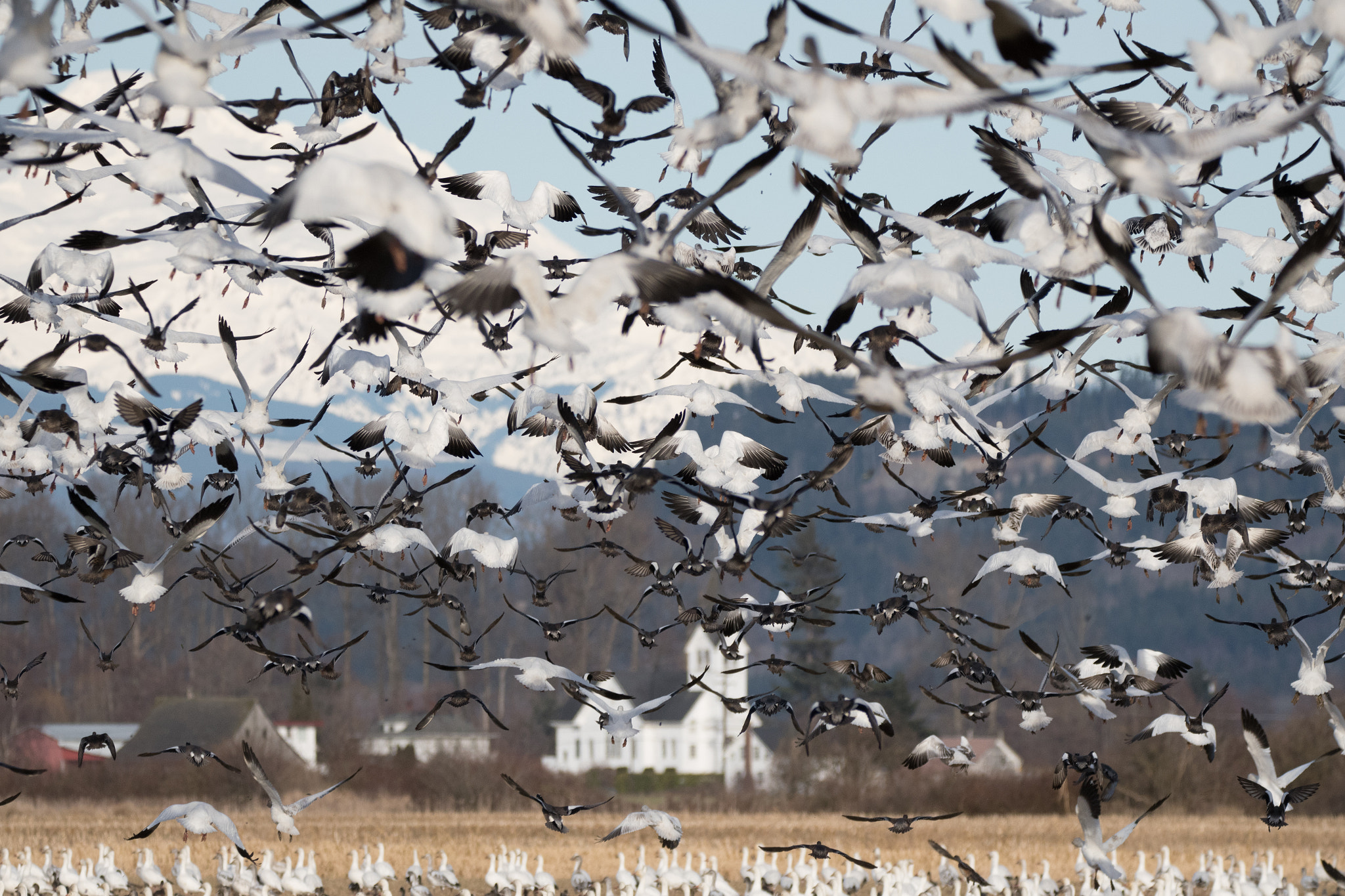 Sigma 150-600mm F5-6.3 DG OS HSM | C sample photo. Snow geese - skagit valley, wa photography