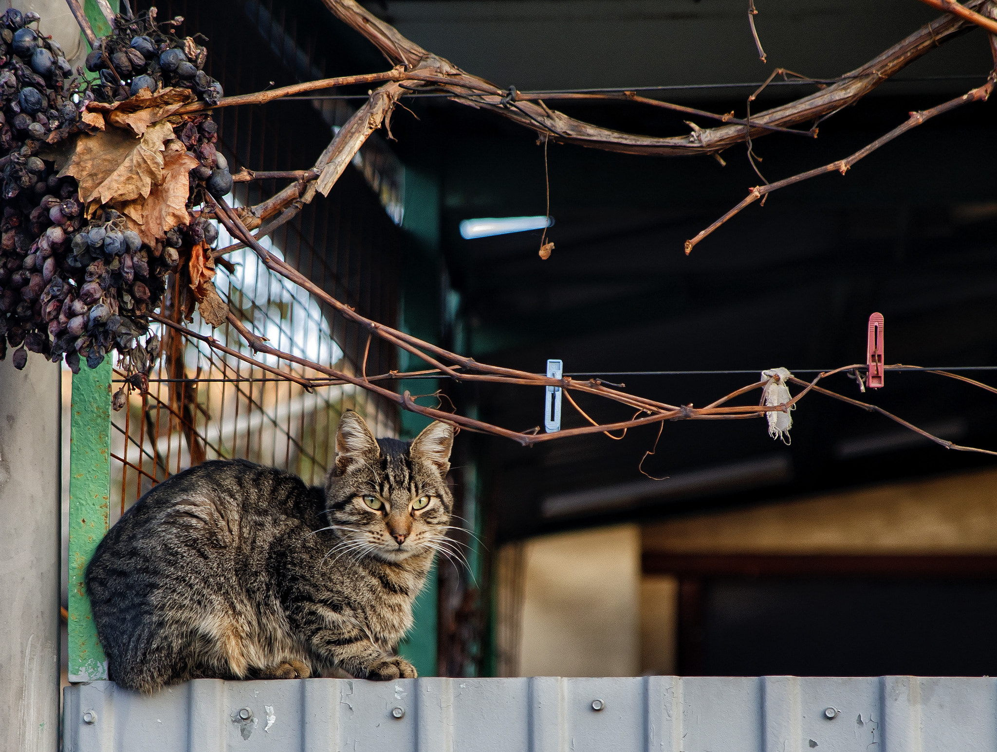 Canon EF 28-105mm f/3.5-4.5 USM sample photo