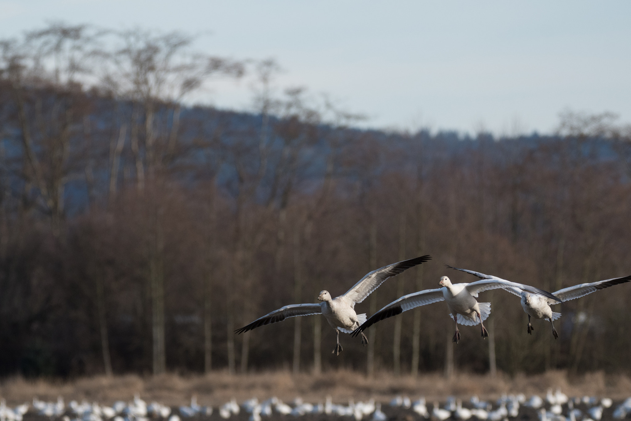 Sigma 150-600mm F5-6.3 DG OS HSM | C sample photo. Snow geese - skagit valley, wa photography