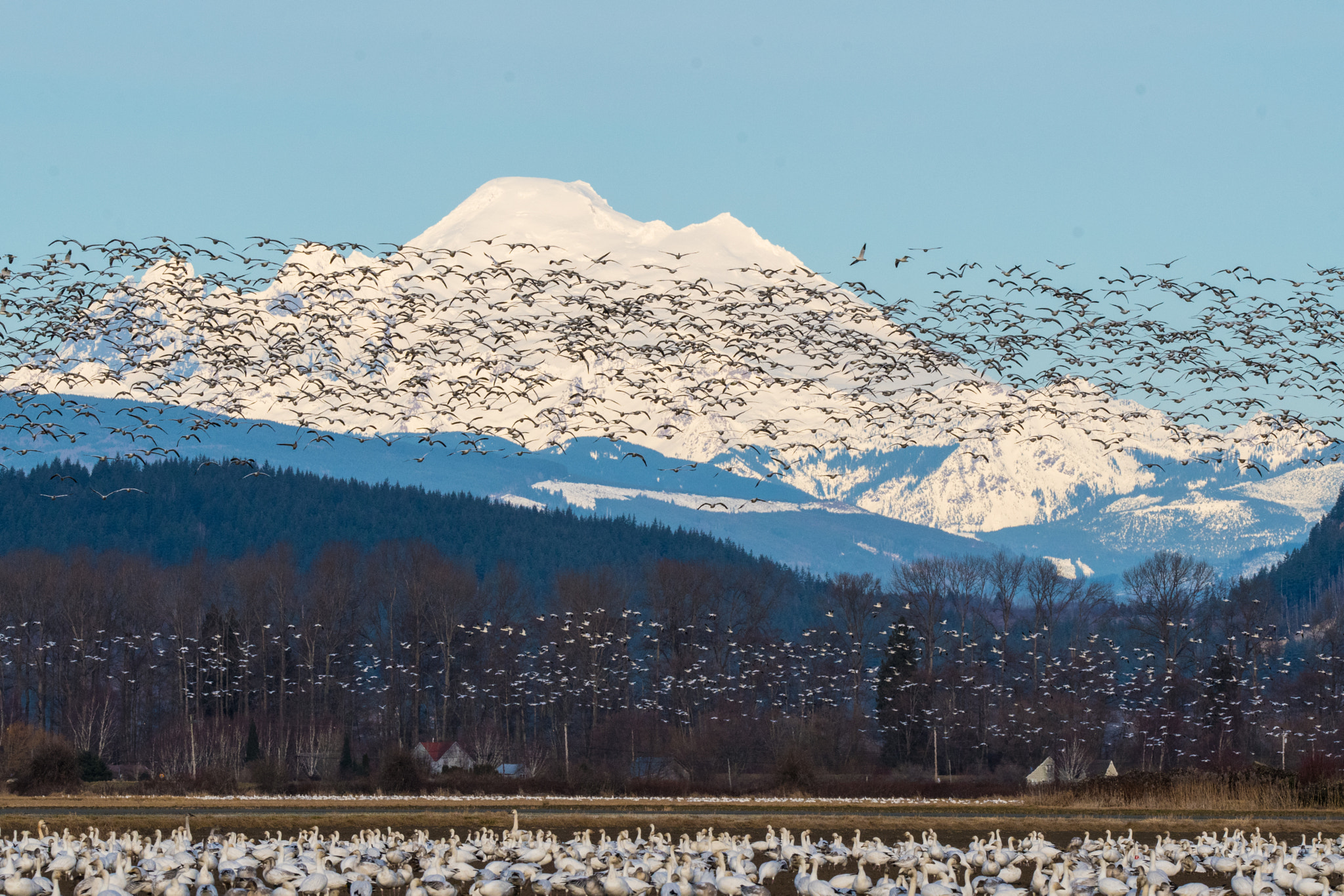 Nikon D500 sample photo. Snow geese - skagit valley, wa photography