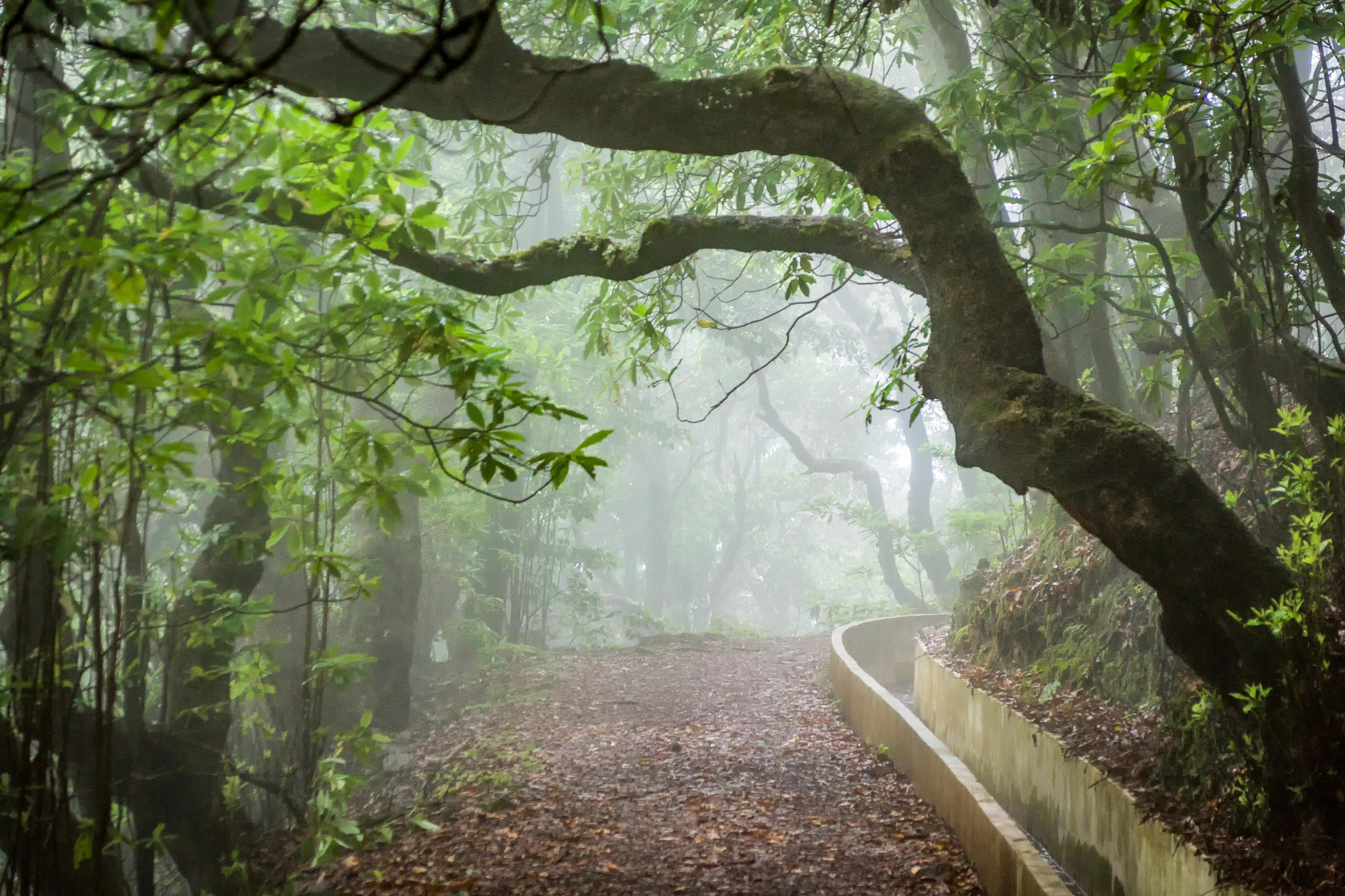 Sony SLT-A65 (SLT-A65V) sample photo. Madeira photography