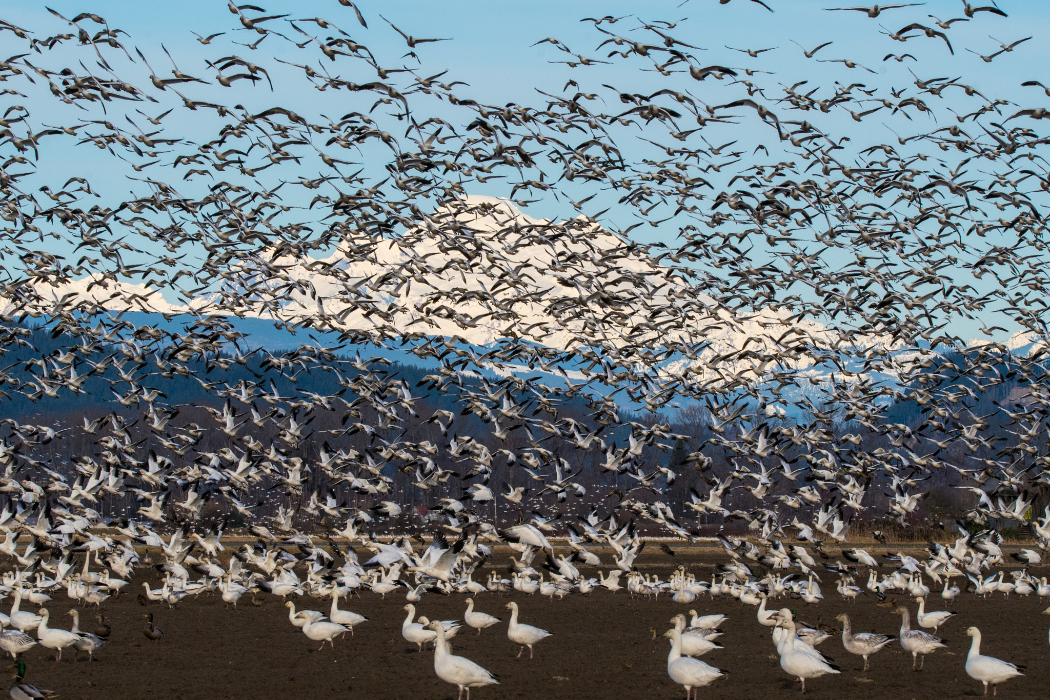 Sigma 150-600mm F5-6.3 DG OS HSM | C sample photo. Snow geese - skagit valley, wa photography