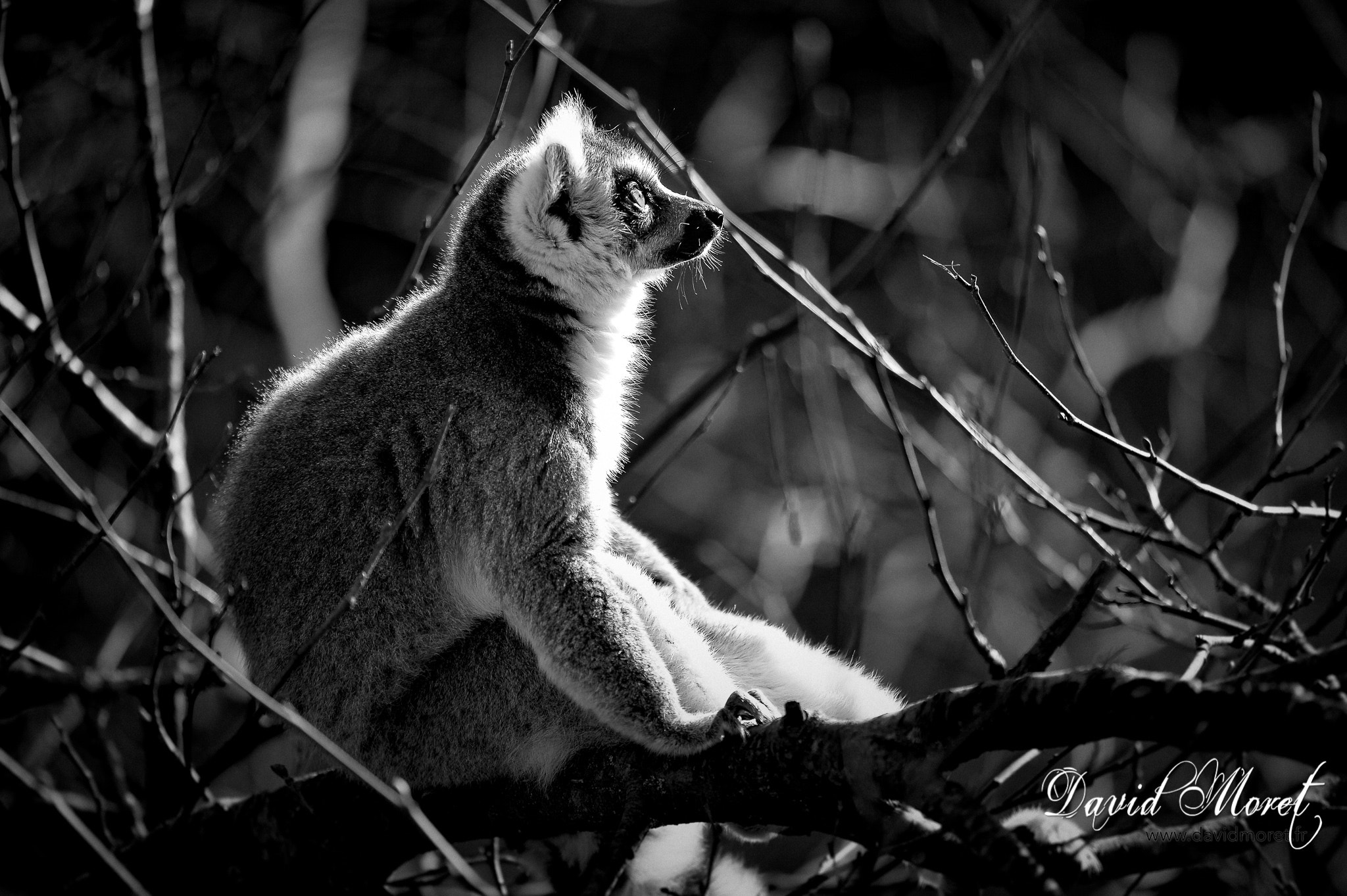 Nikon Nikkor AF-S 300mm F4E PF ED VR sample photo. Parc des felins photography