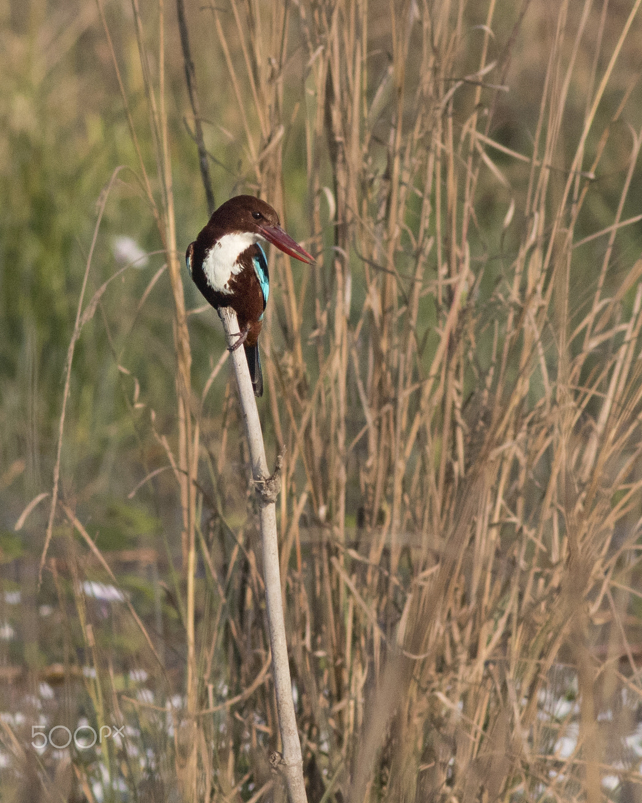 Canon EOS 80D + Canon EF 400mm F5.6L USM sample photo. Brown kingfisher photography