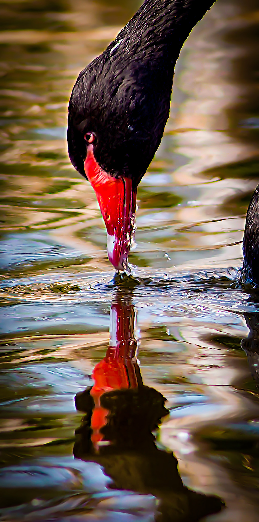 AF Nikkor 180mm f/2.8 IF-ED sample photo. Cooling off photography