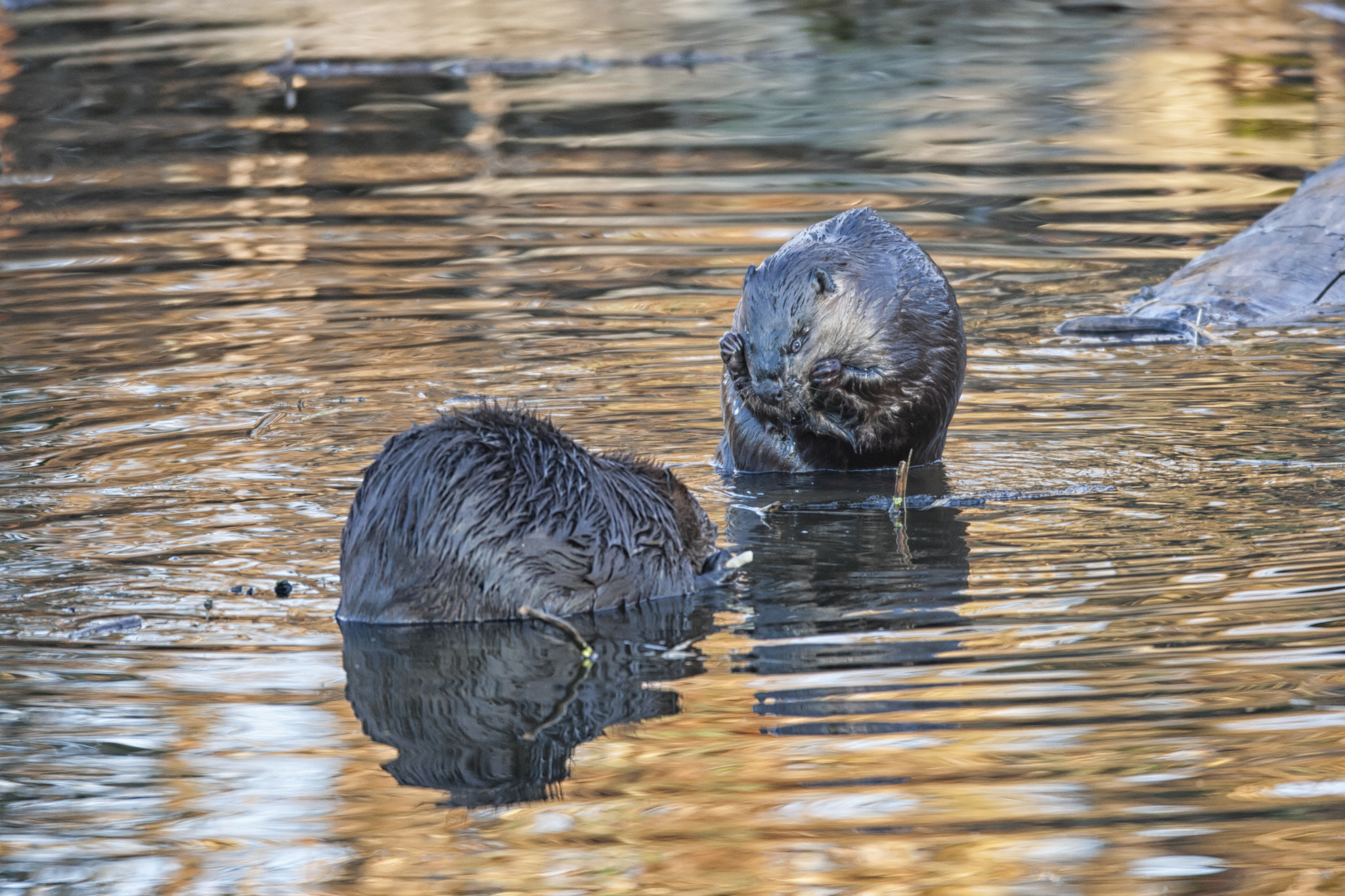 Canon EF 600mm f/4L IS sample photo. Beavers photography