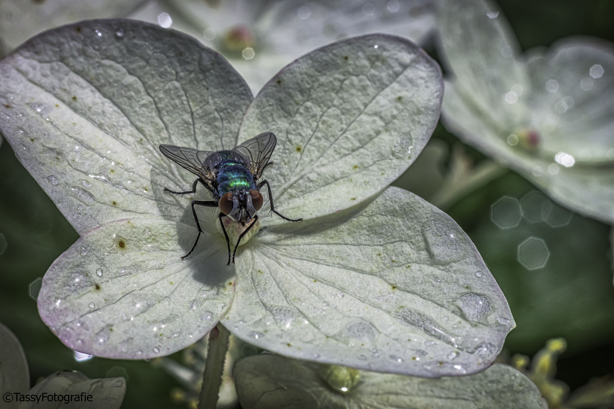 Canon EOS 500D (EOS Rebel T1i / EOS Kiss X3) + Canon EF 50mm F1.8 STM sample photo. Beautiful fly photography