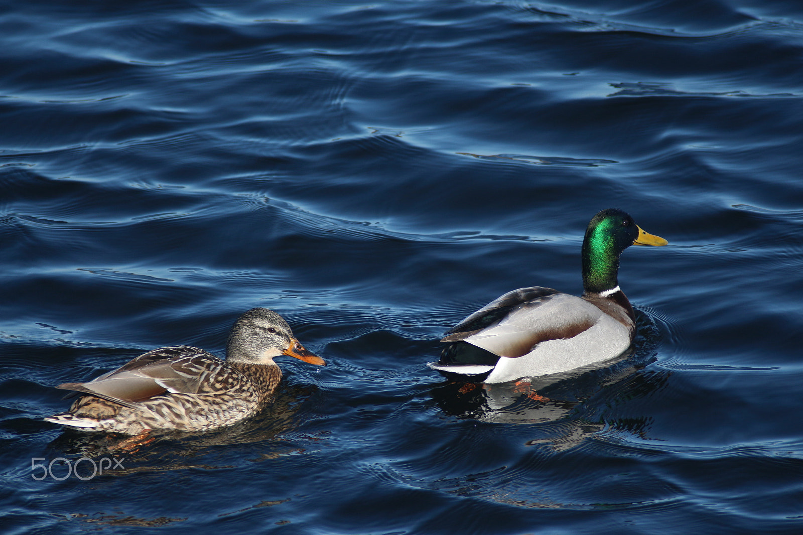 Canon EOS 650D (EOS Rebel T4i / EOS Kiss X6i) + Canon EF 50mm f/1.8 sample photo. Pair of a wild ducks photography