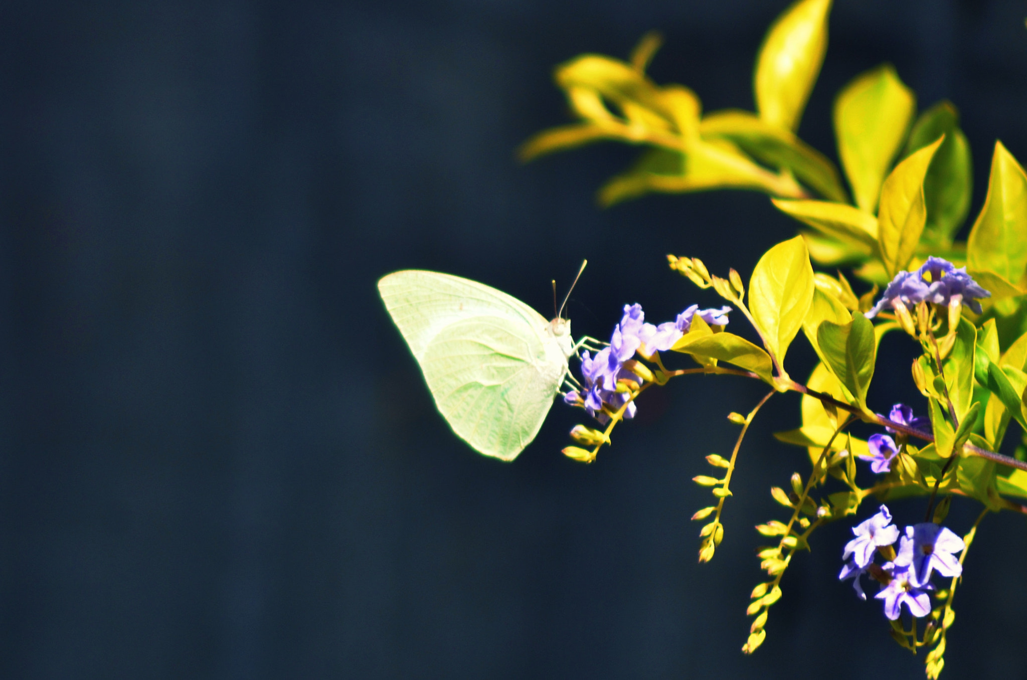 Nikon AF Nikkor 70-300mm F4-5.6G sample photo. Let me rest a bit ;) photography